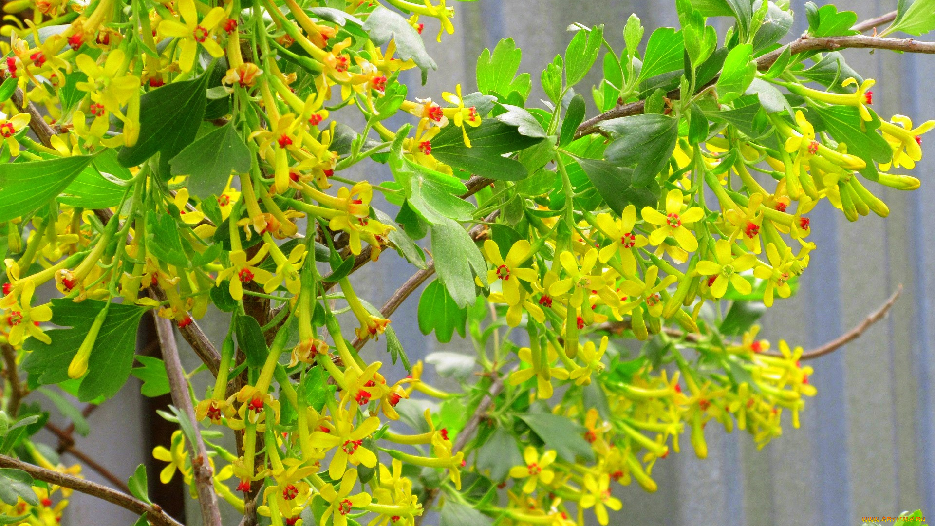 цветы, цветущие, овощи, , ягоды, весна, 2018