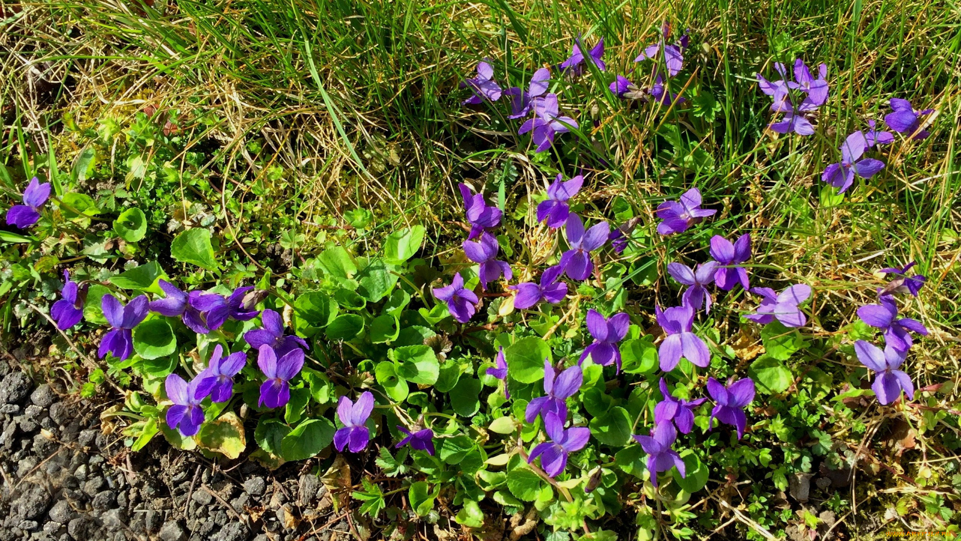 цветы, фиалки, лиловый