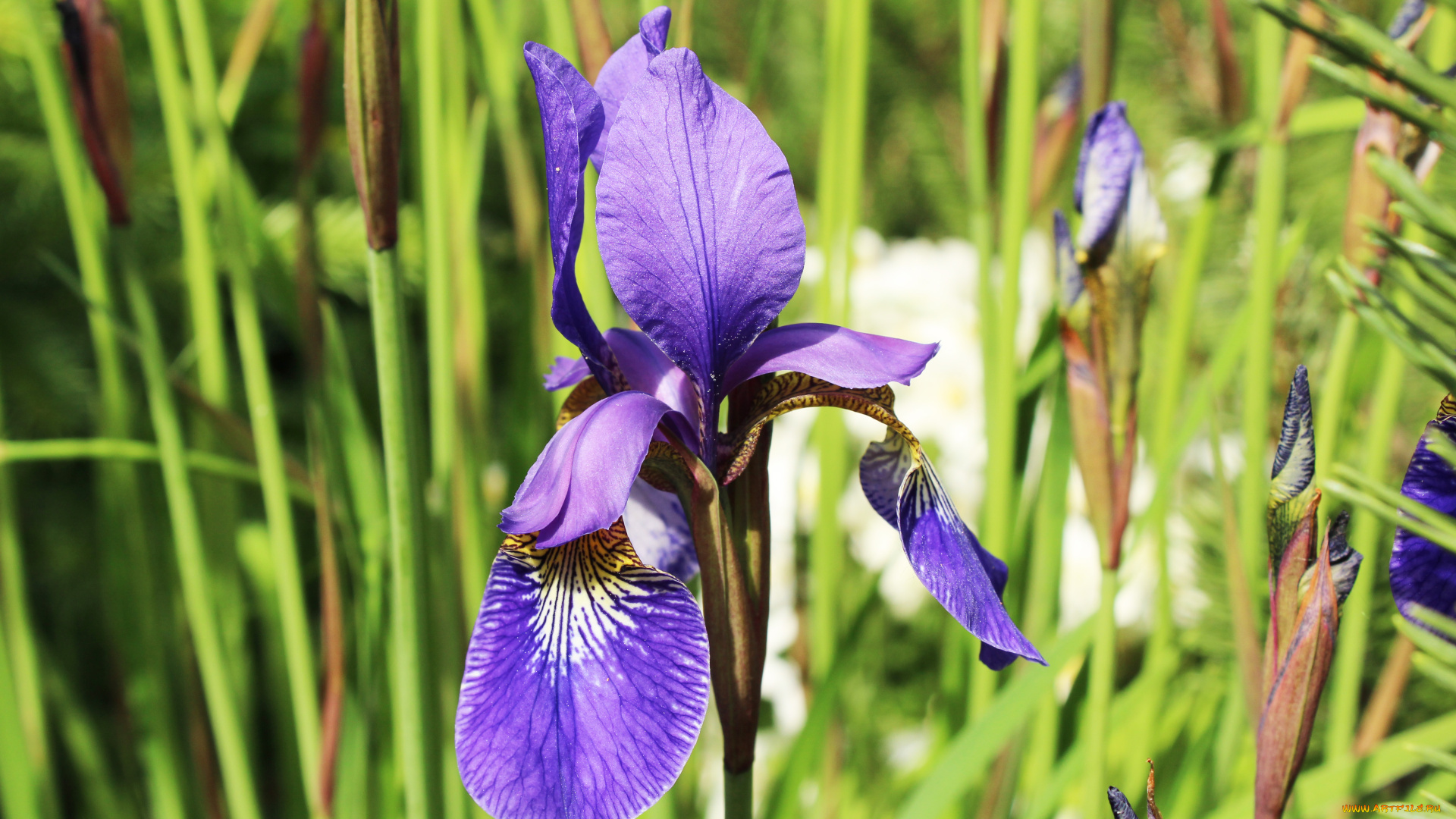 цветы, ирисы, зелень, цветок, ирис