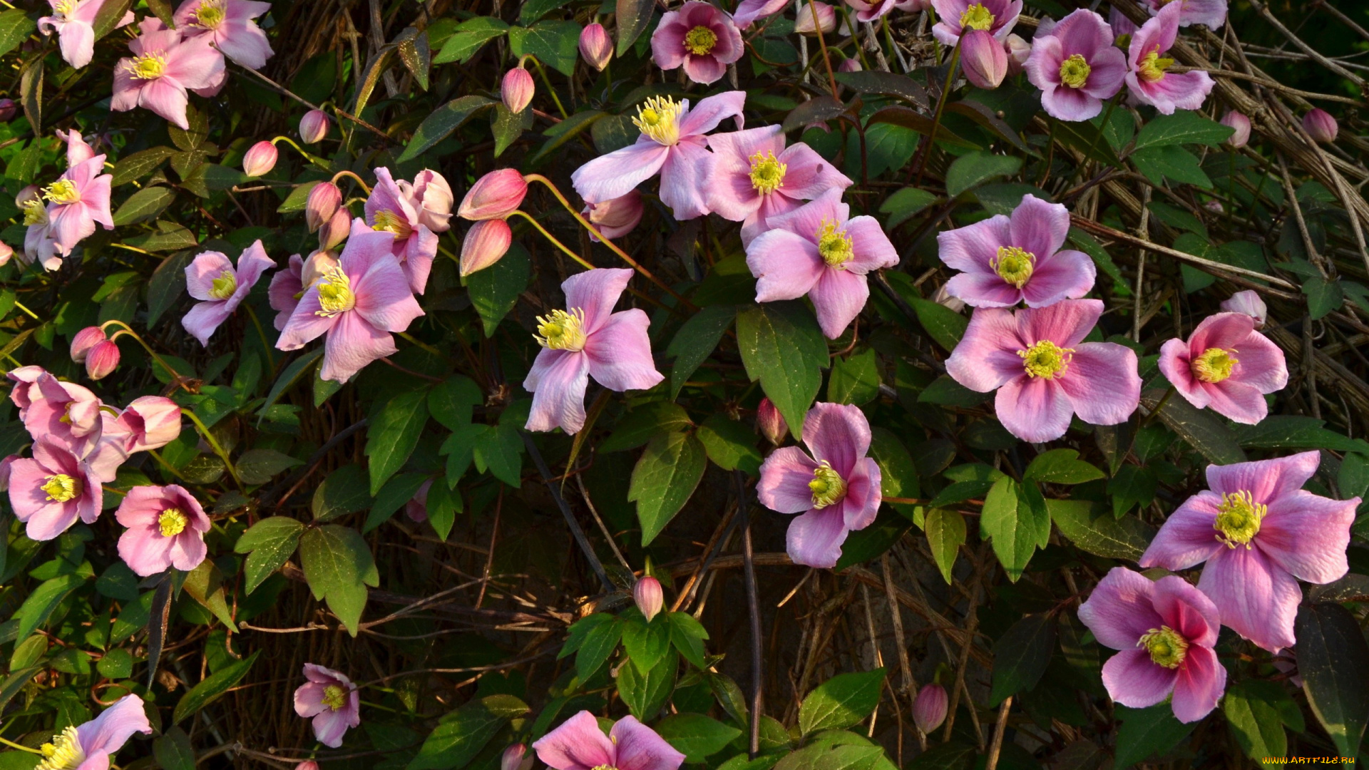 цветы, клематис, , ломонос, розовый