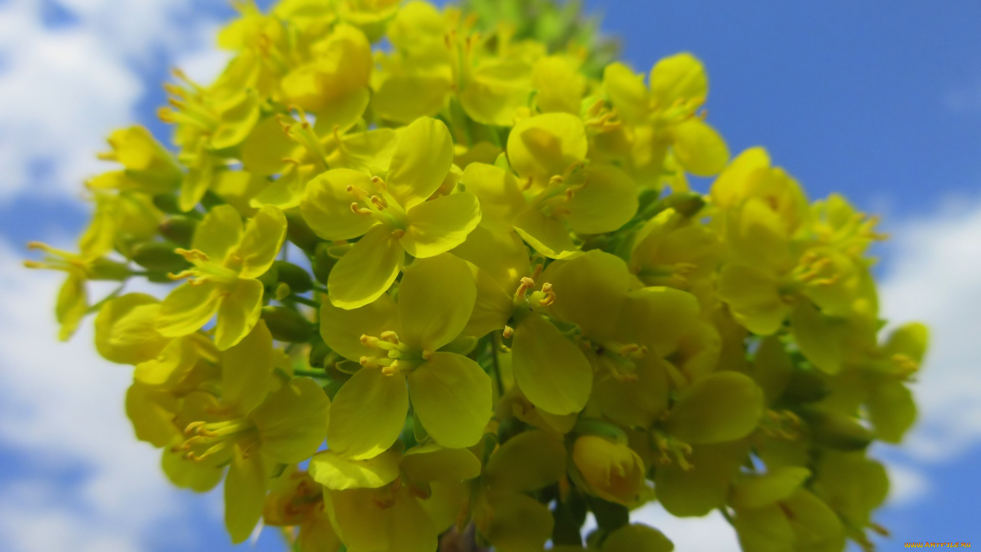 цветы, луговые, , полевые, , цветы, весна, 2018