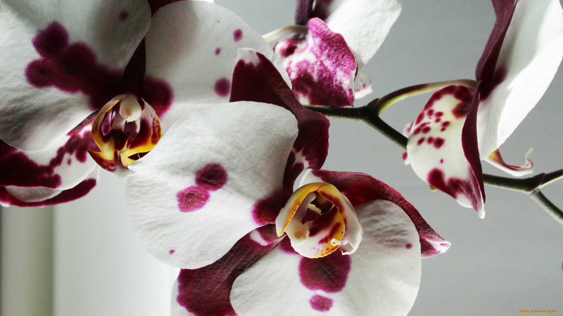 цветы, орхидеи, орхидея, фон