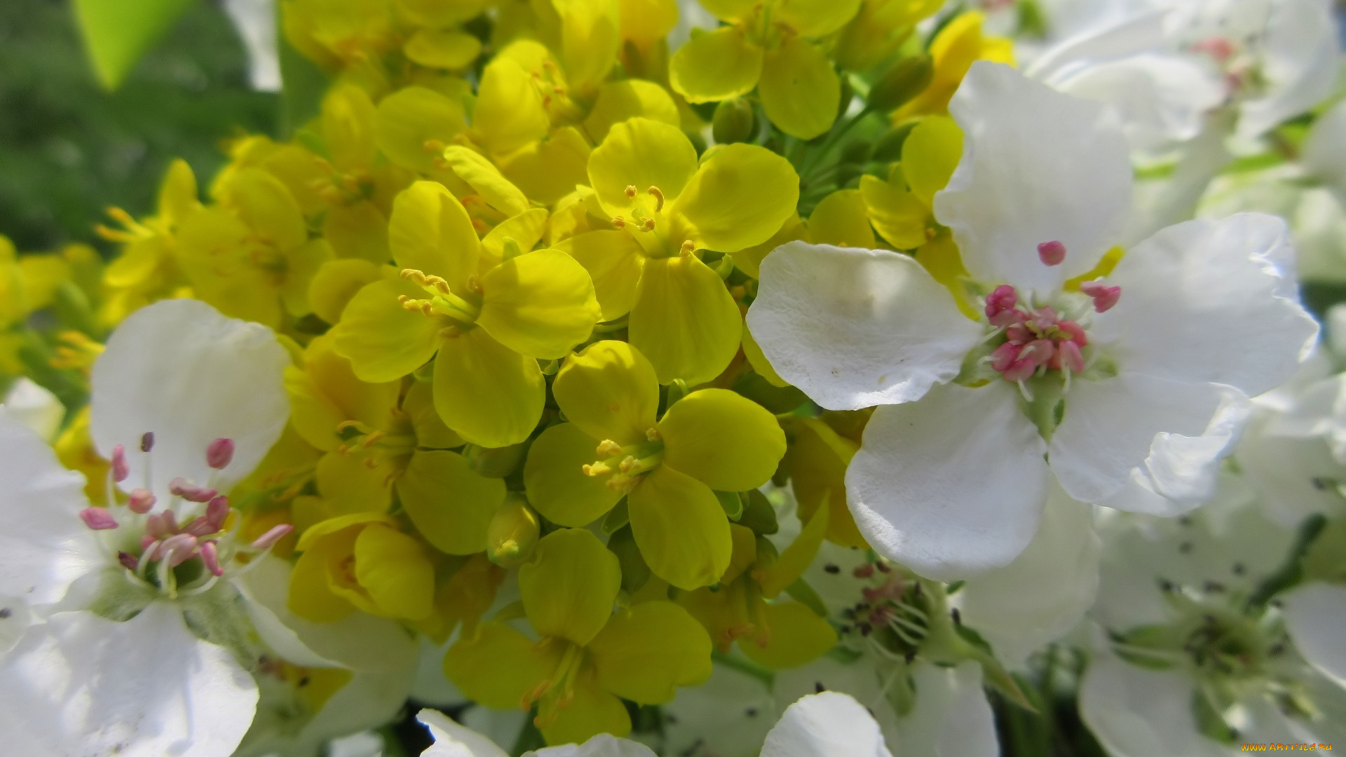 цветы, разные, вместе, весна, 2018