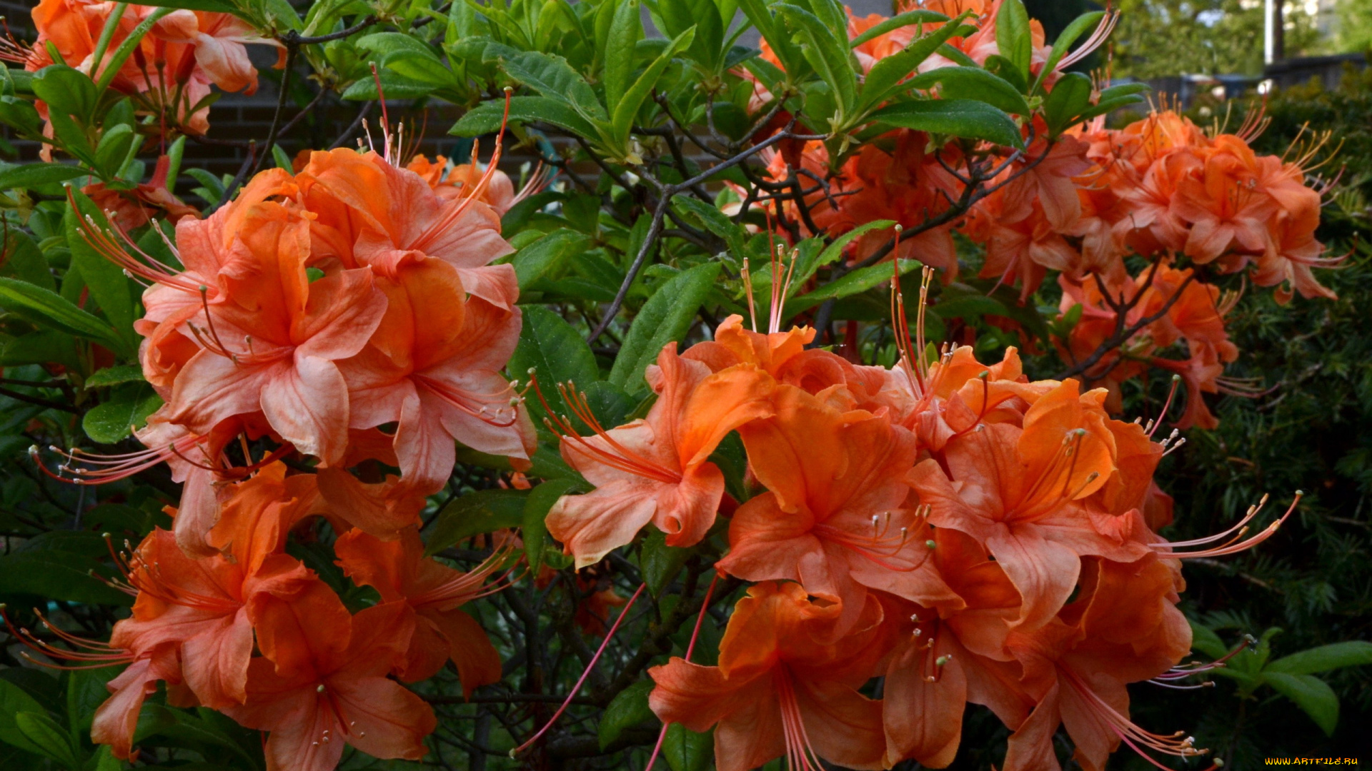 цветы, рододендроны, , азалии, азалия