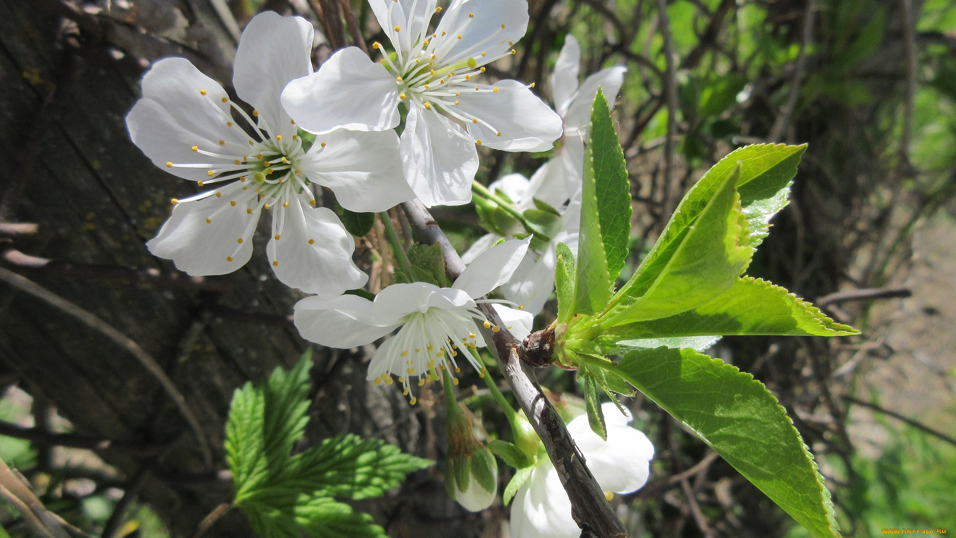цветы, сакура, , вишня, апрель, весна, 2018