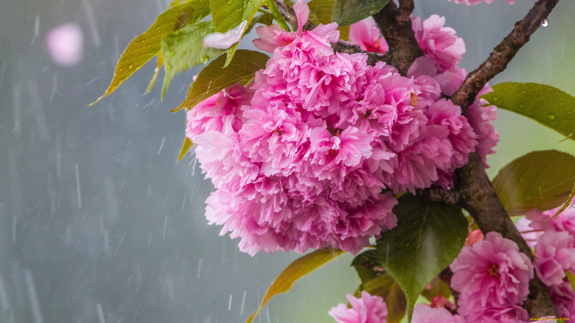 цветы, сакура, , вишня, цветение, весной, ветка, сакуры, дождь