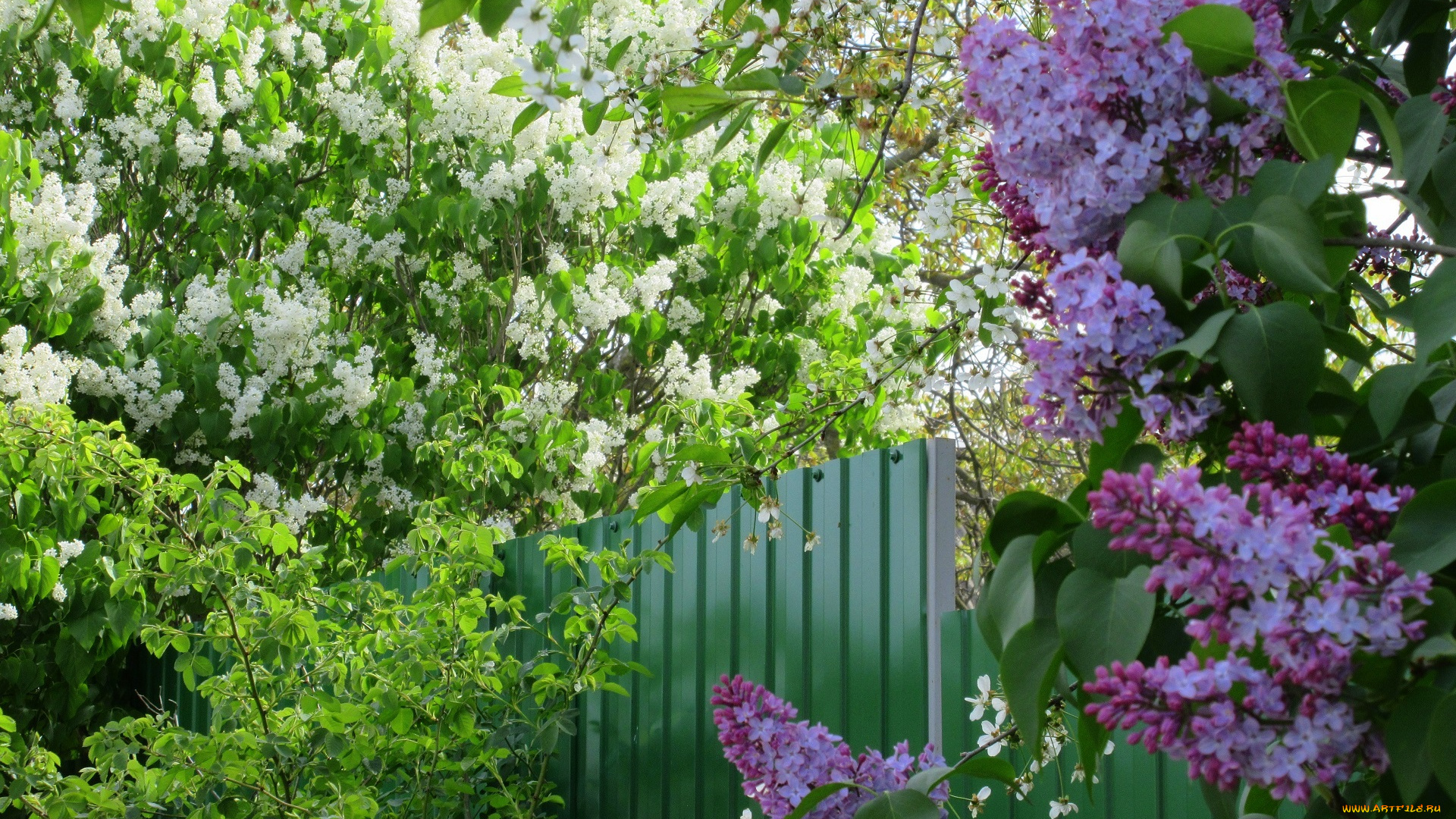 цветы, сирень, весна, 2018