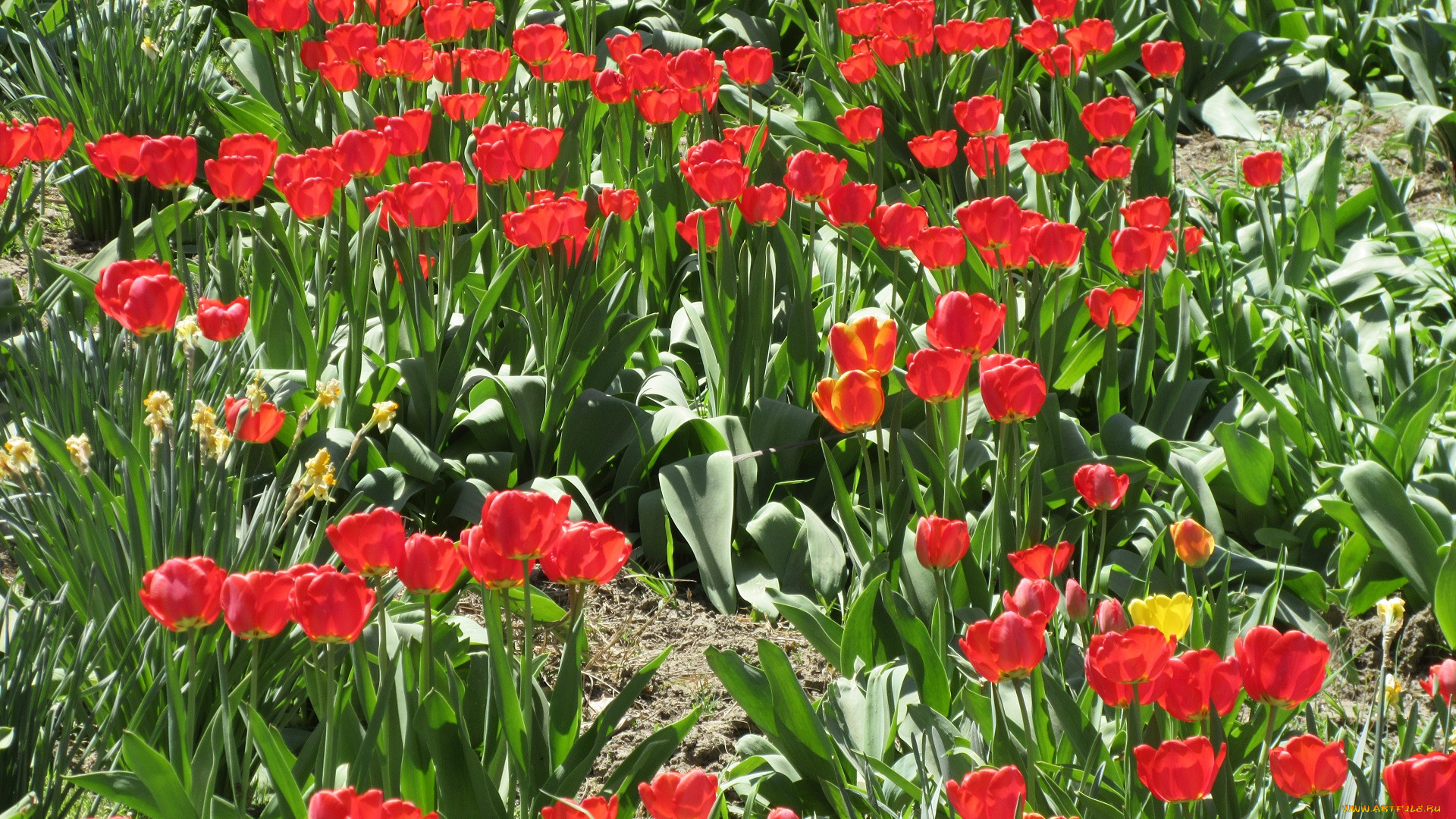 цветы, тюльпаны, весна, 2018
