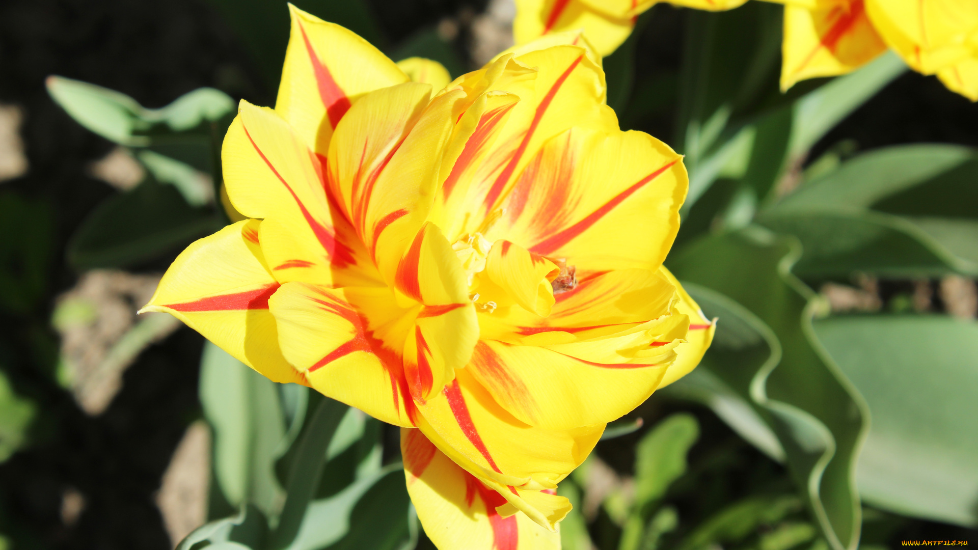 цветы, тюльпаны, желтый, тюльпан