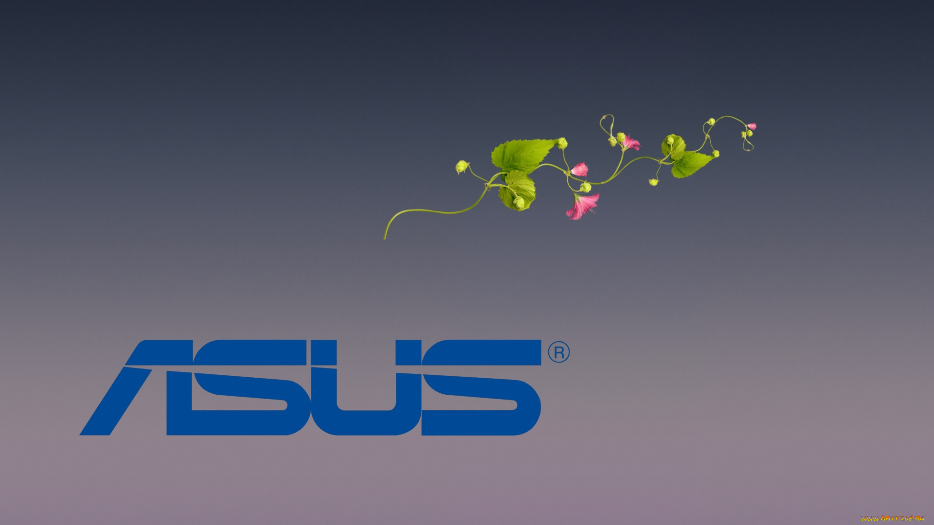 компьютеры, asus, цветы, фон, логотип