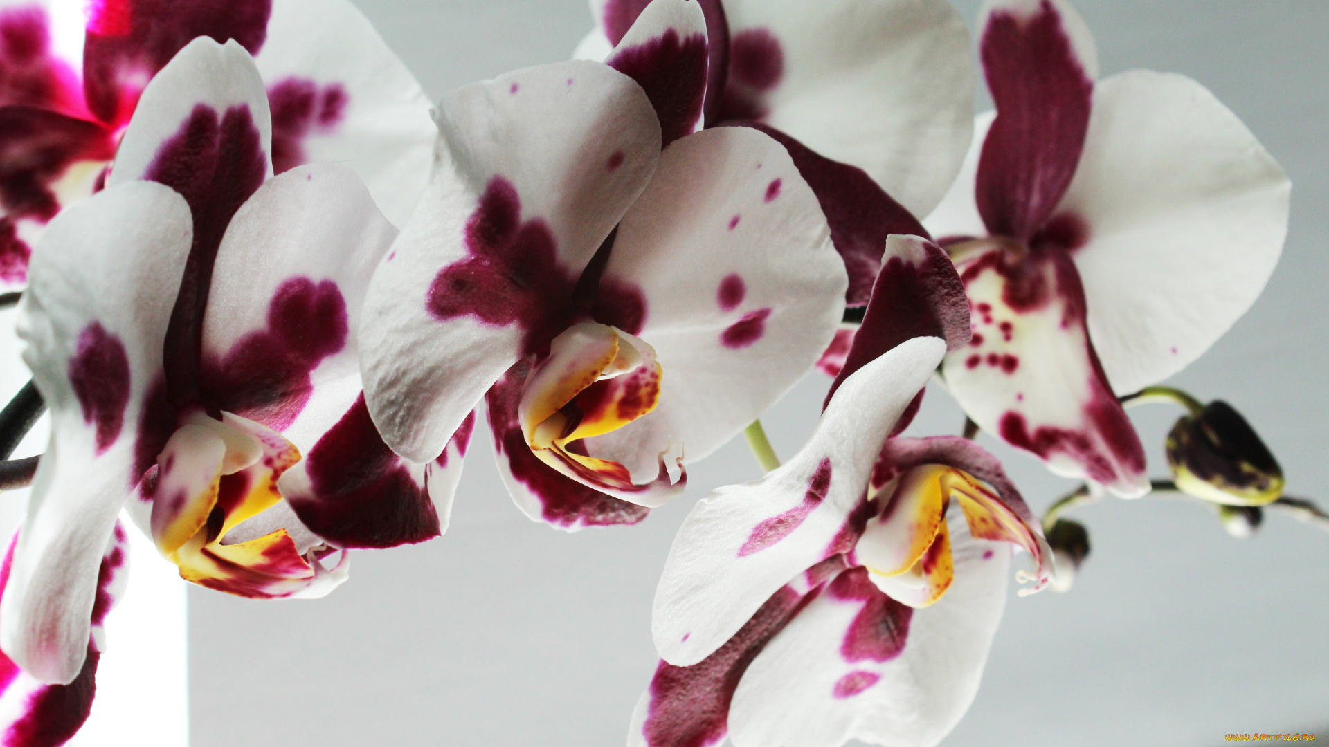 орхидея, цветы, орхидеи, фон
