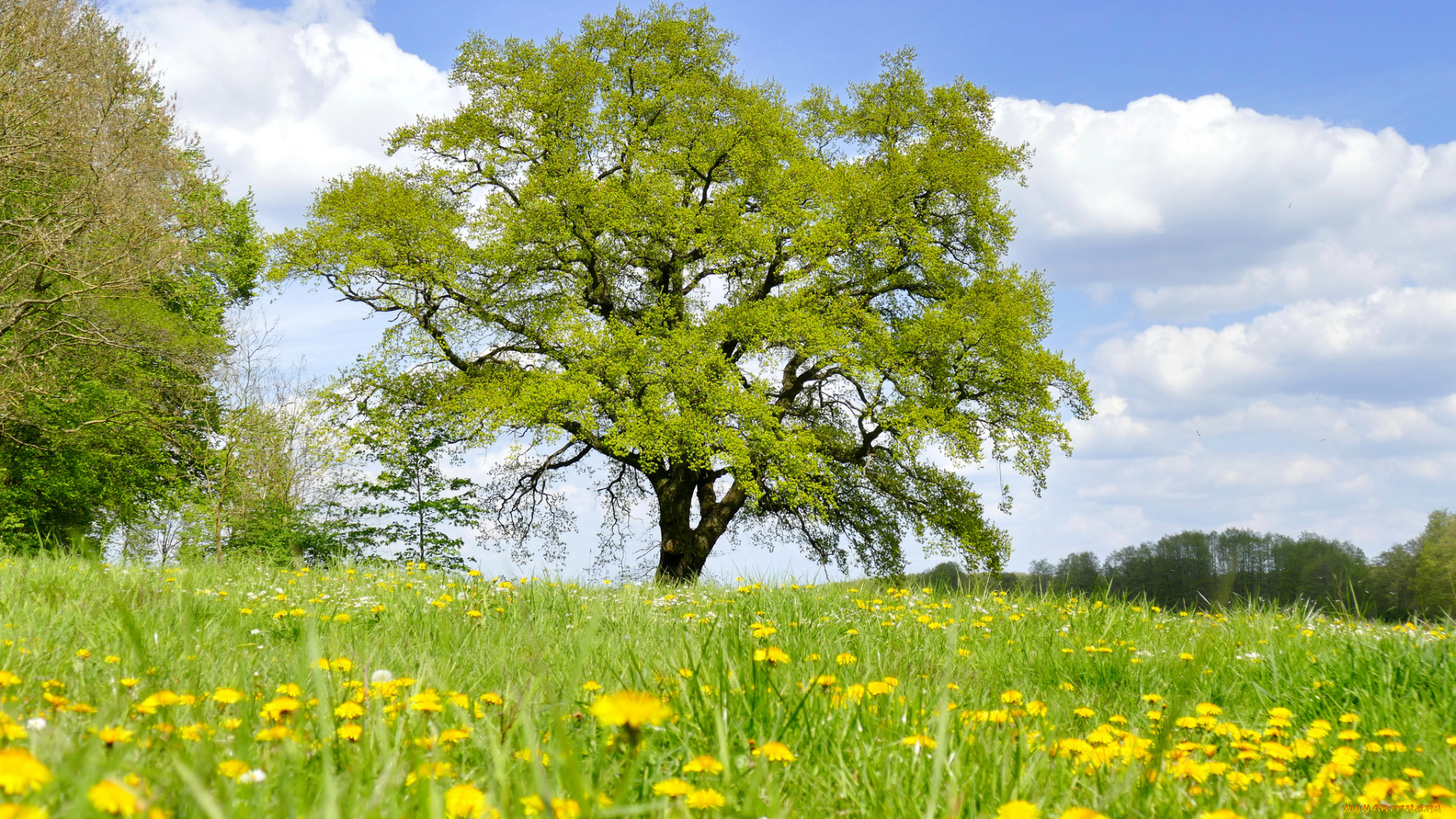 природа, деревья, простор