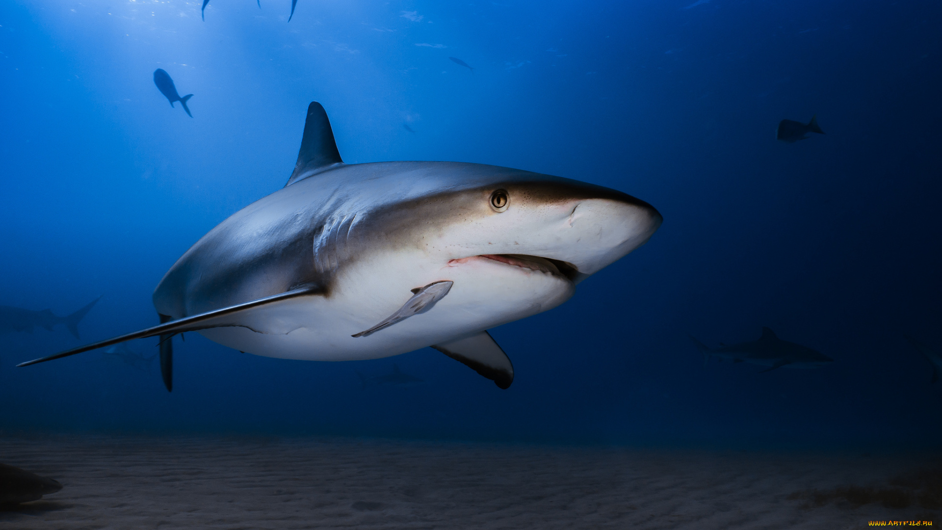 животные, акулы, океан