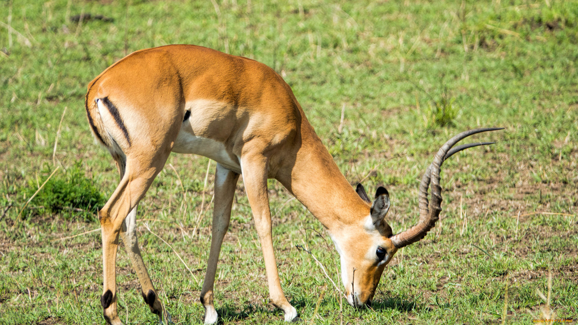 животные, антилопы, саванна