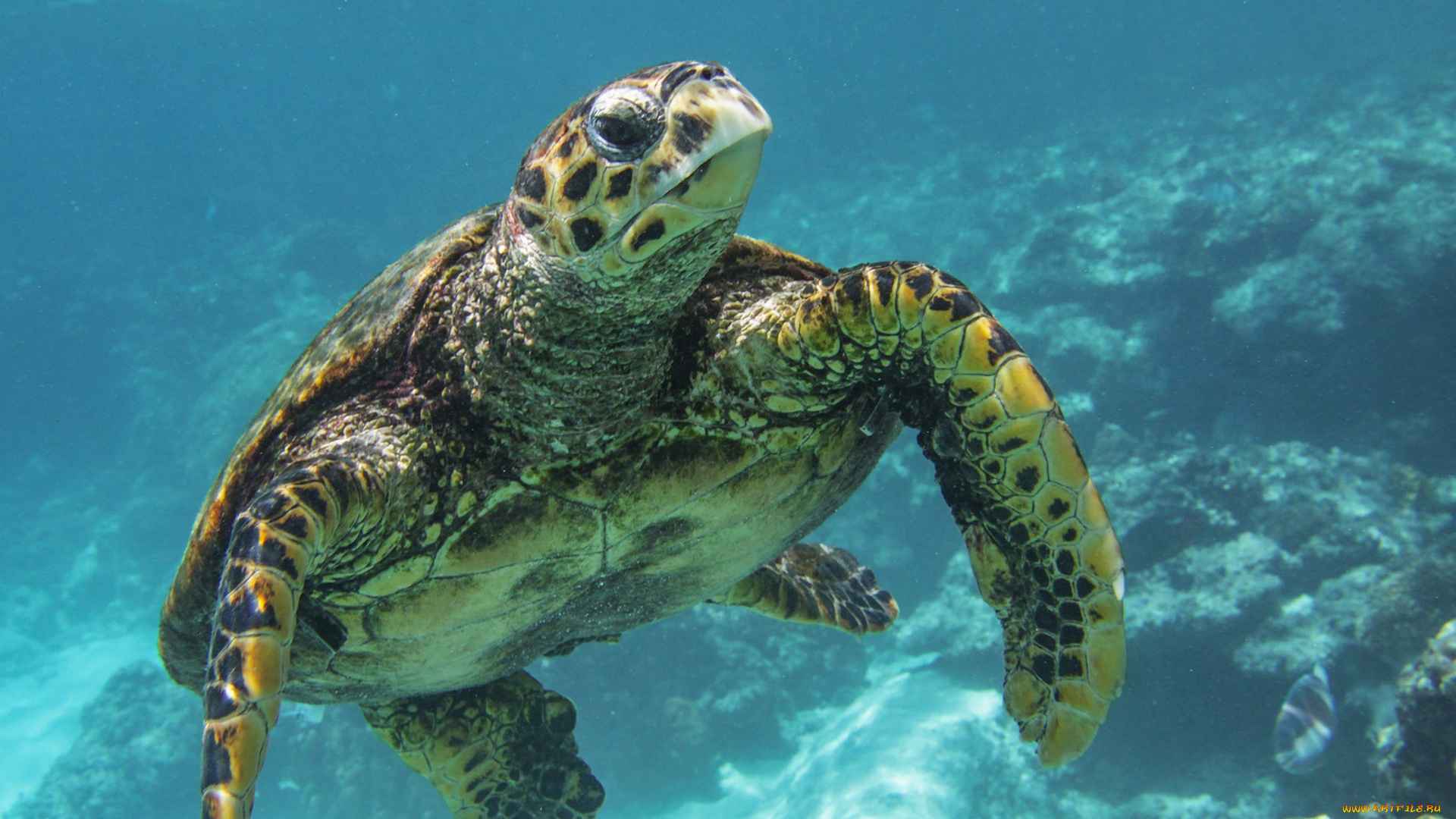 животные, Черепахи, океан