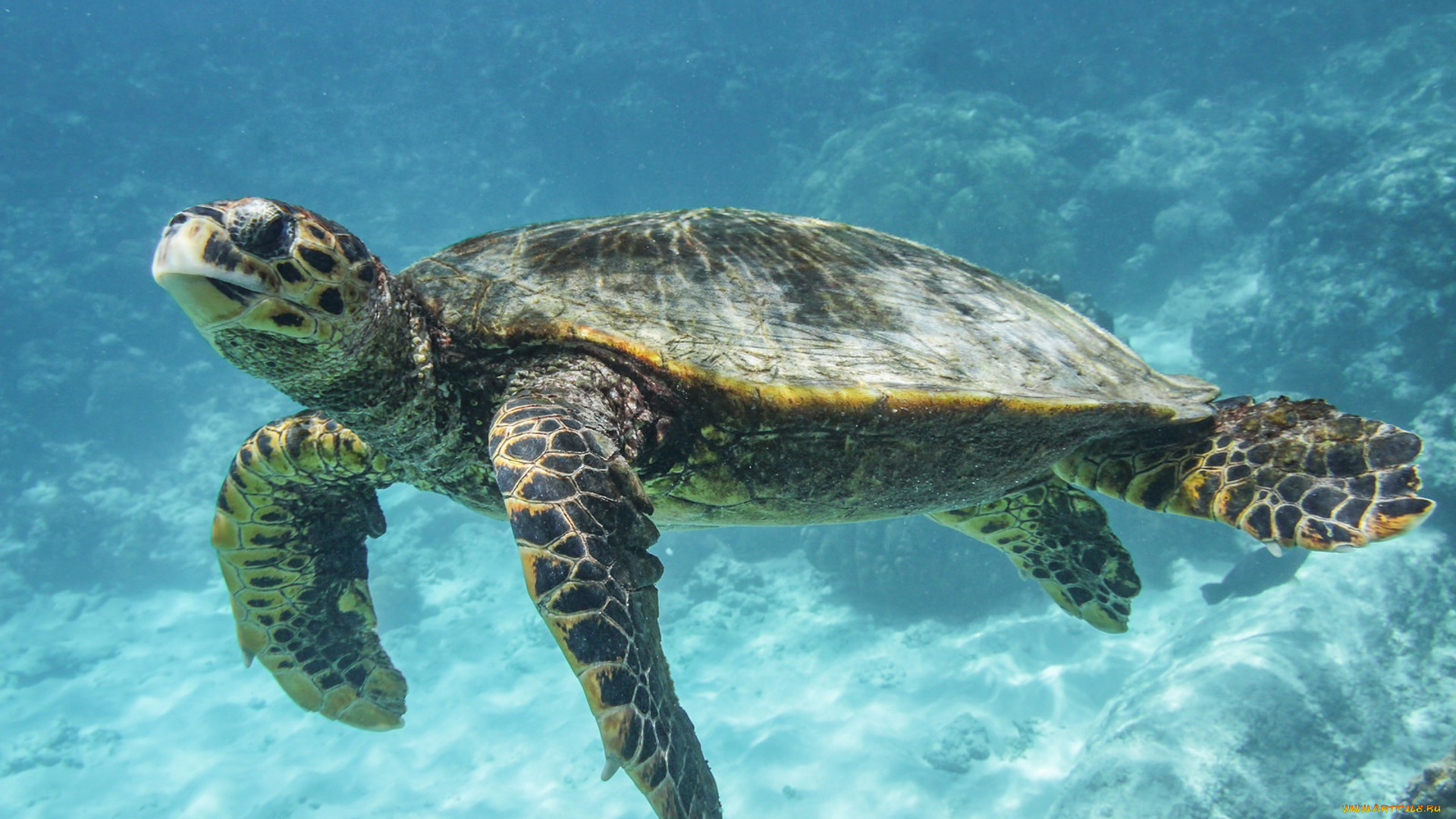 животные, Черепахи, океан