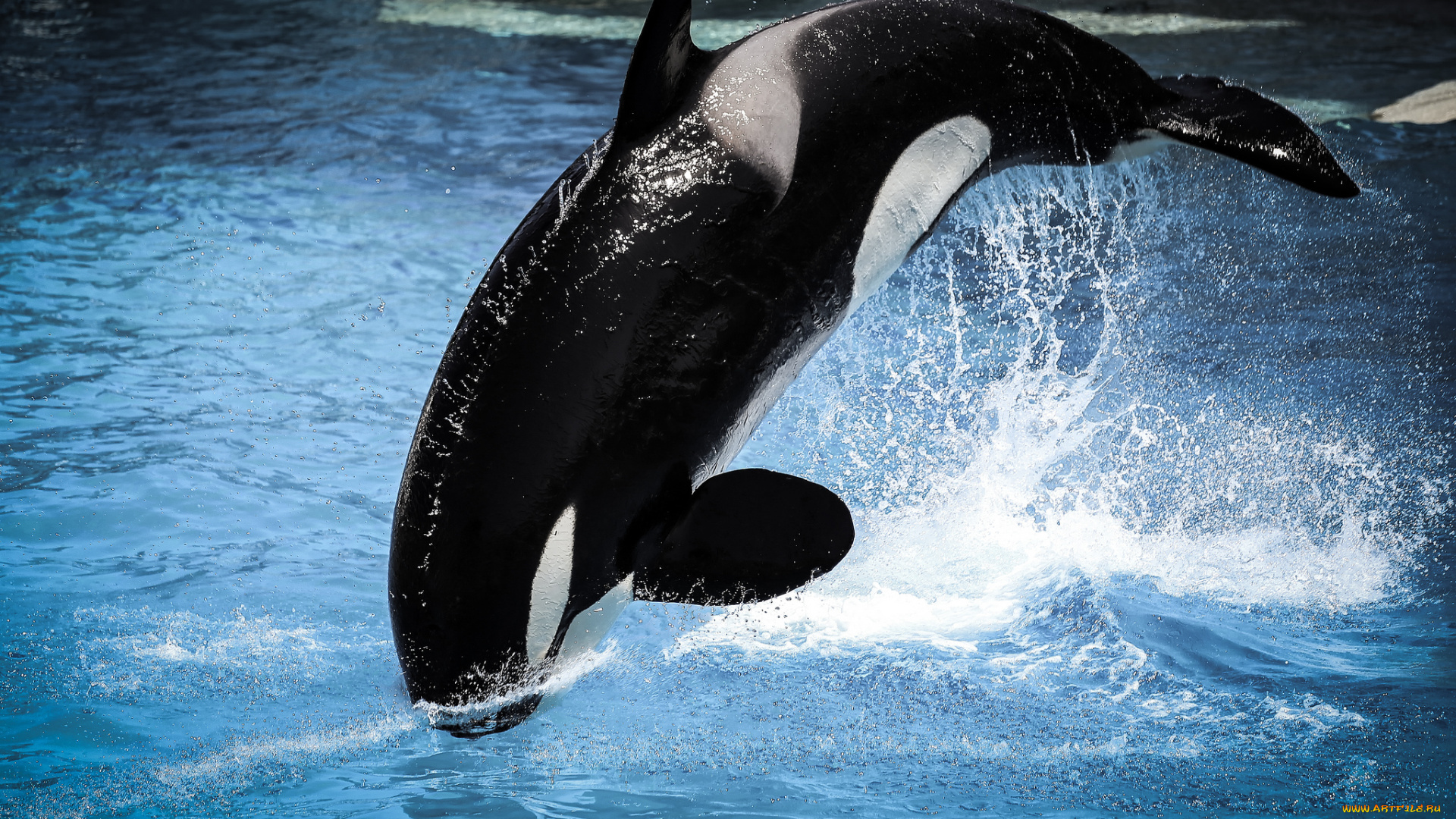 животные, дельфины, прыжок