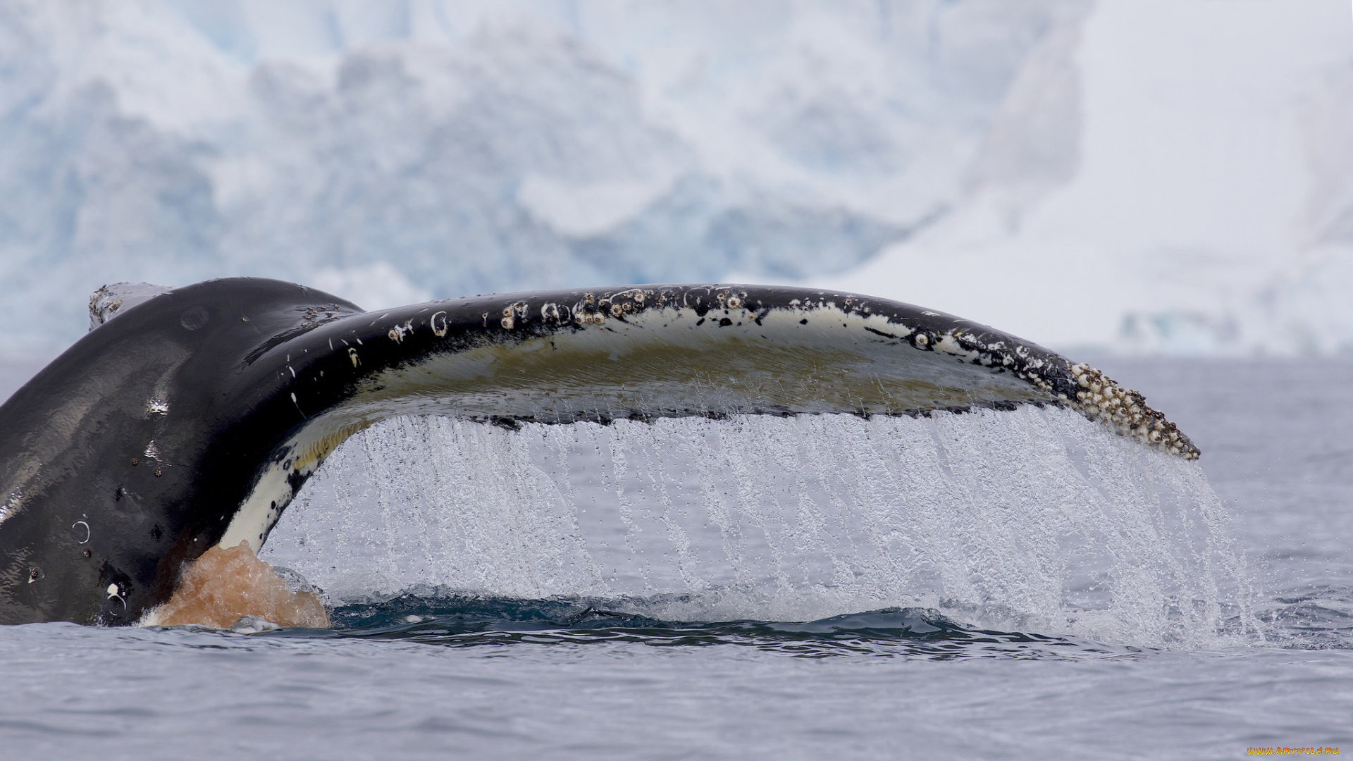 животные, киты, , кашалоты, океан