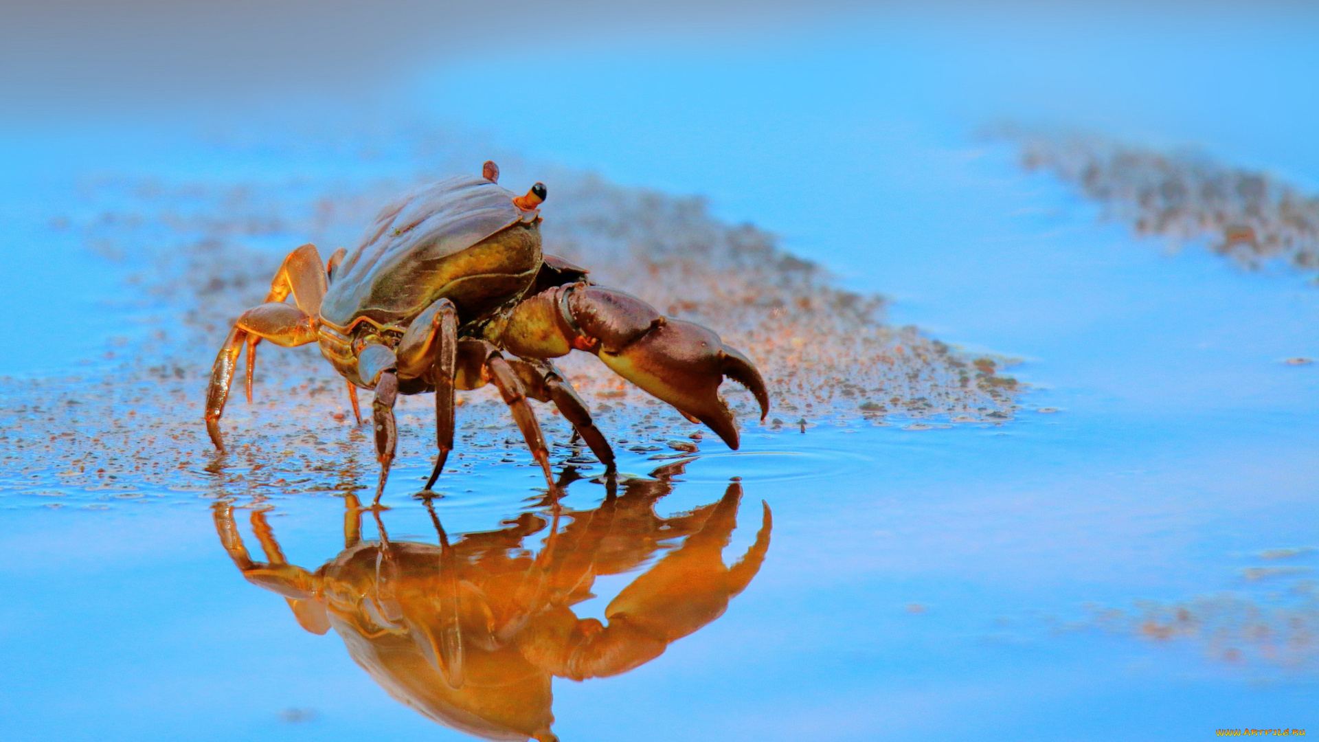 животные, крабы, , раки, крабик