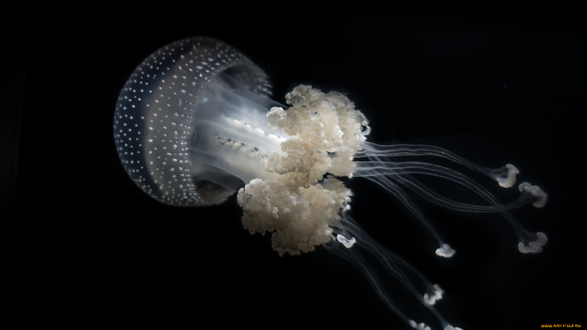 животные, медузы, океан