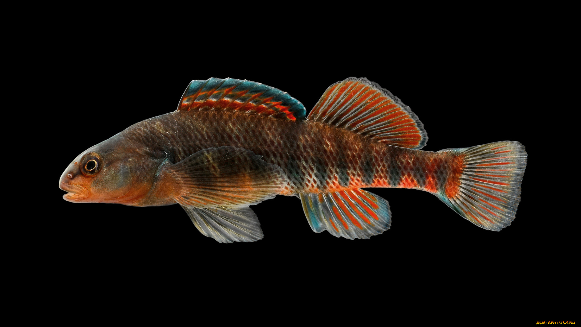 животные, рыбы, рыбка