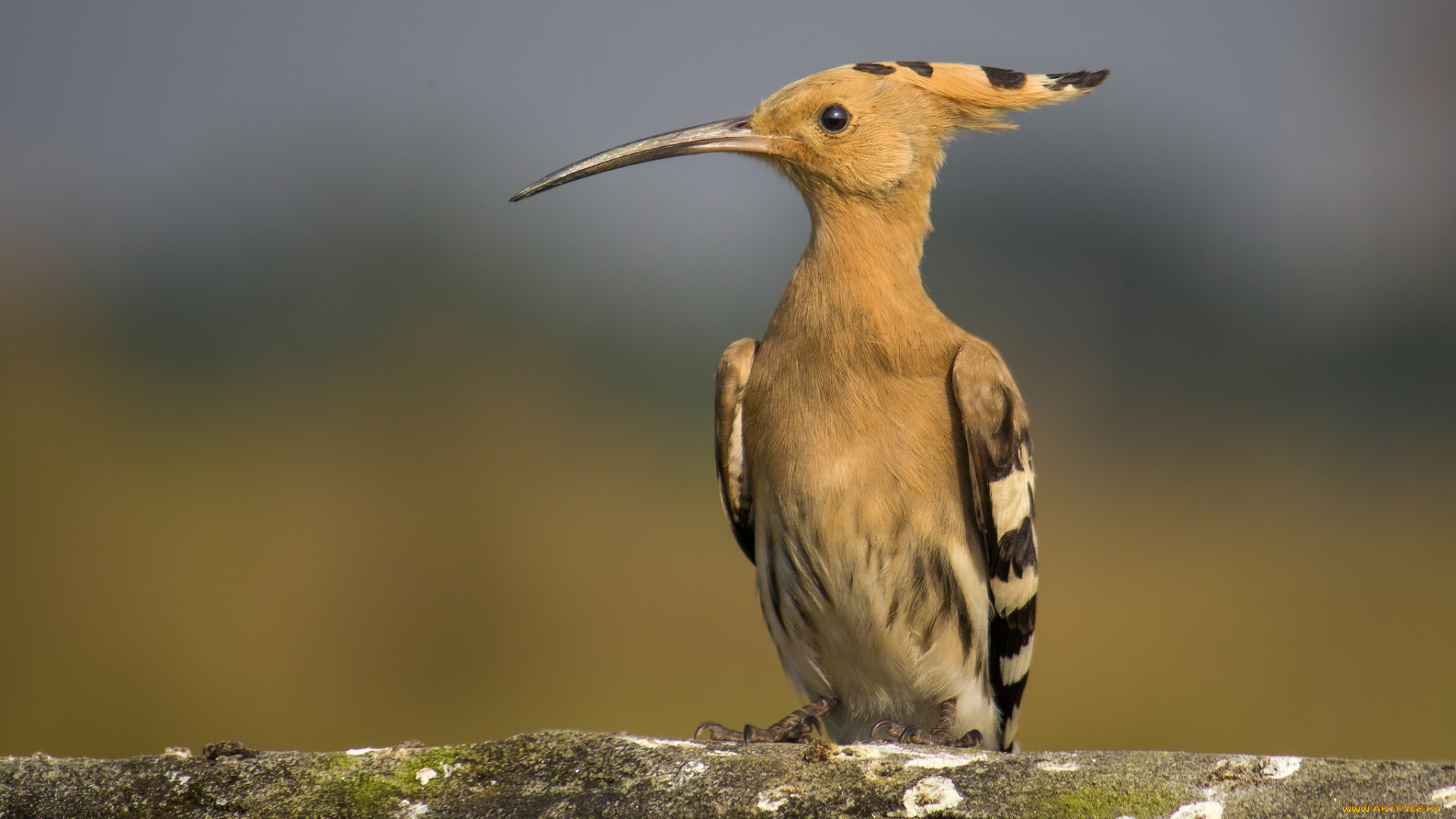 животные, удоды, птичка