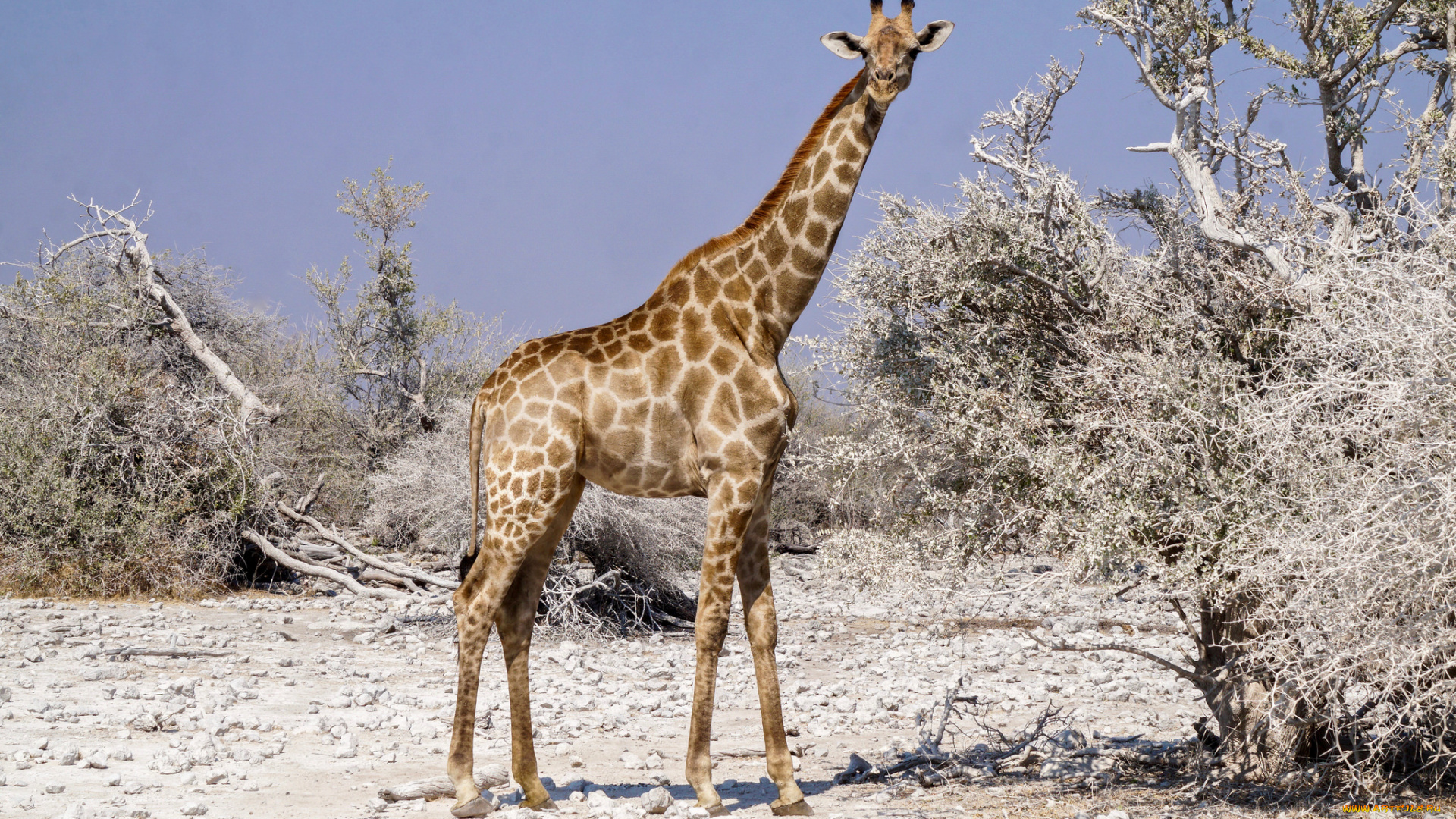 животные, жирафы, саванна