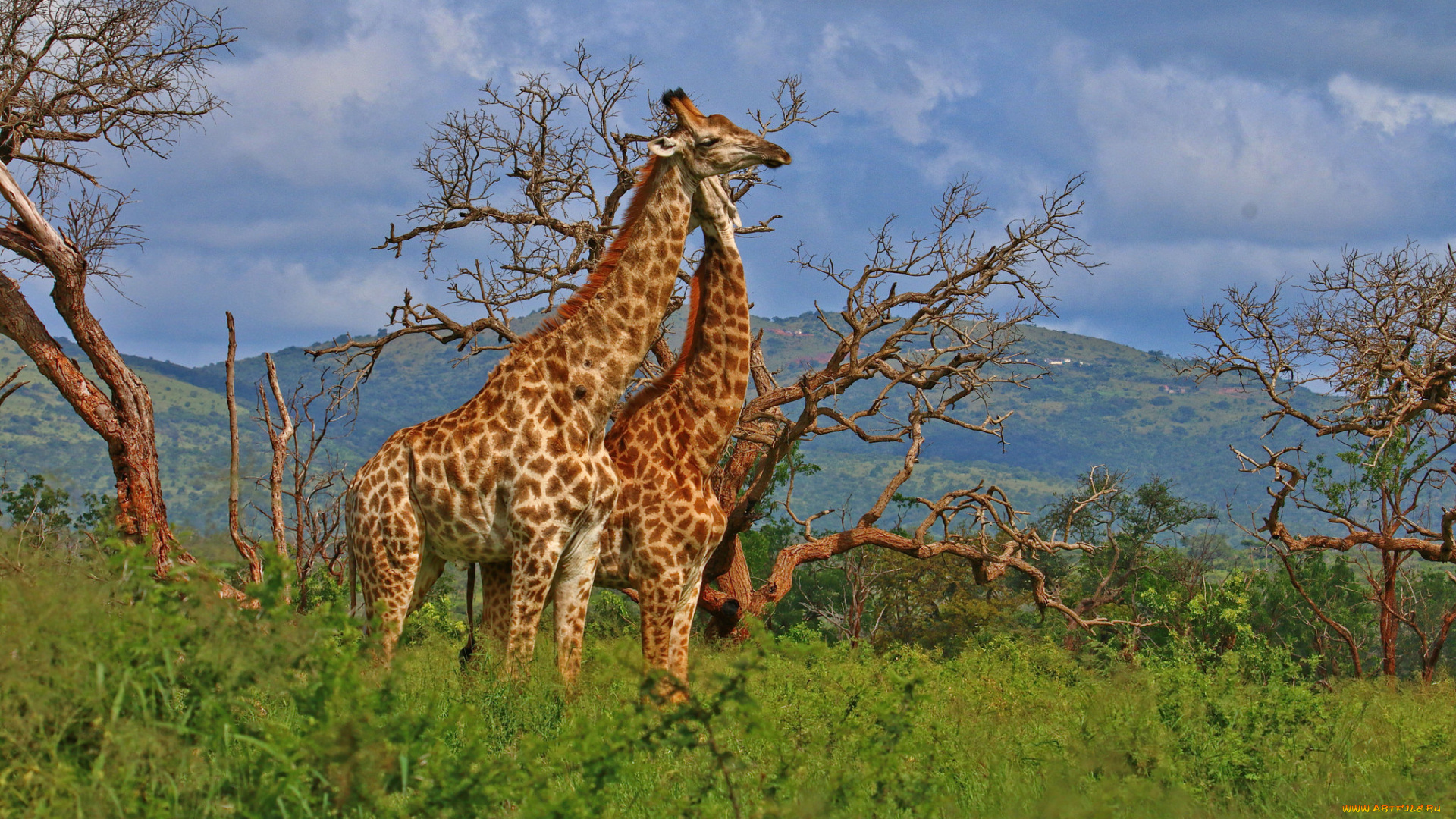 животные, жирафы, саванна
