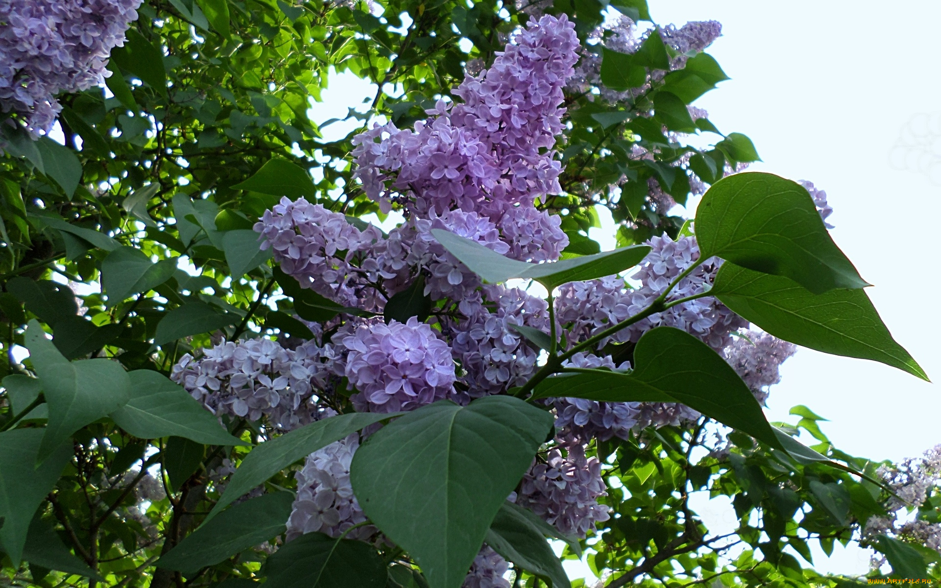 цветы, сирень, ветка