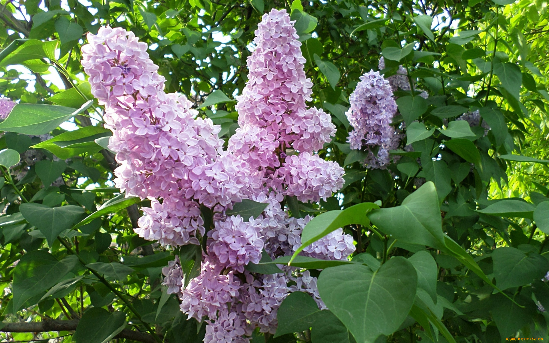 цветы, сирень, ветка