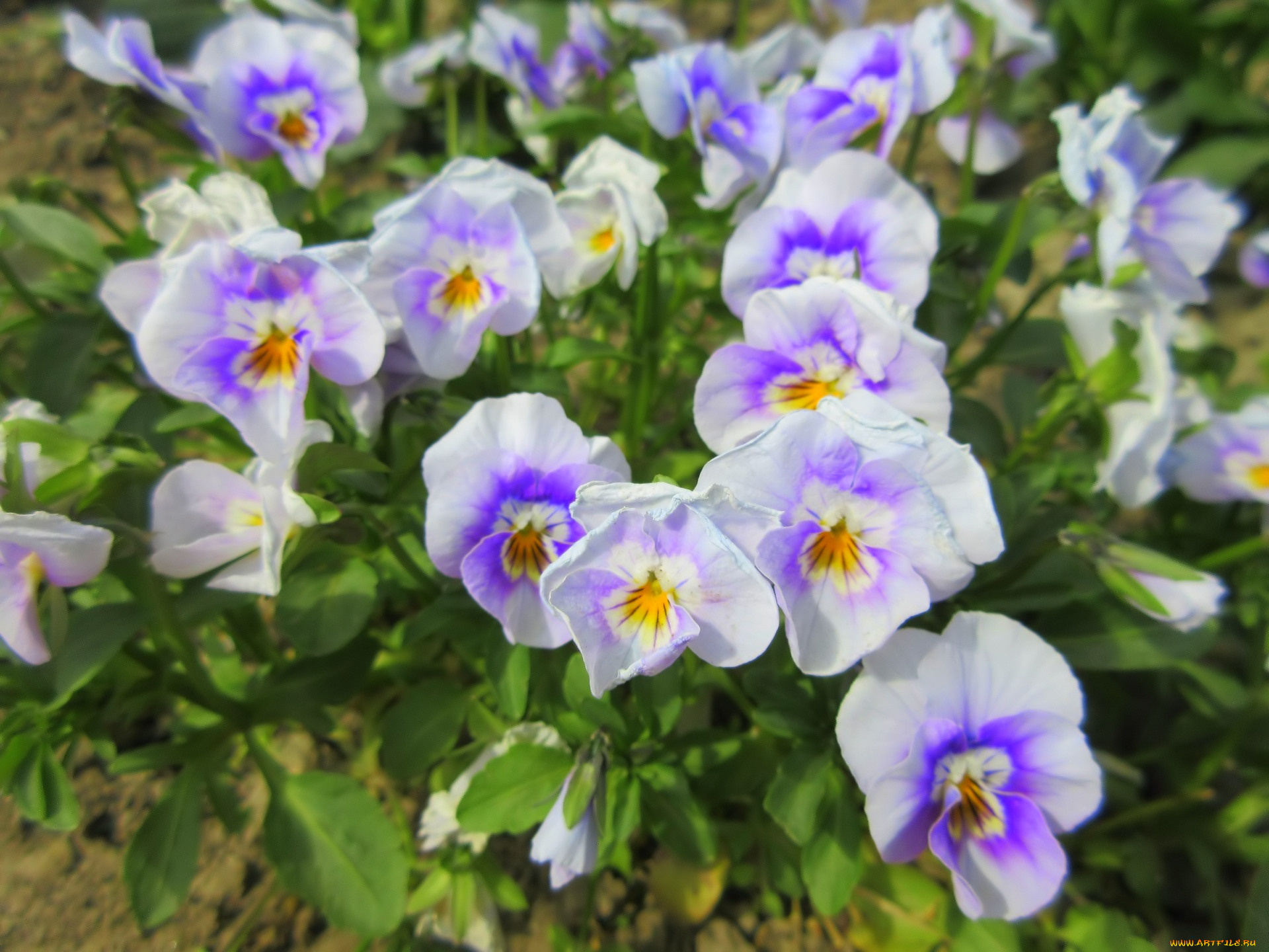 цветы, анютины, глазки, , садовые, фиалки, весна, 2018