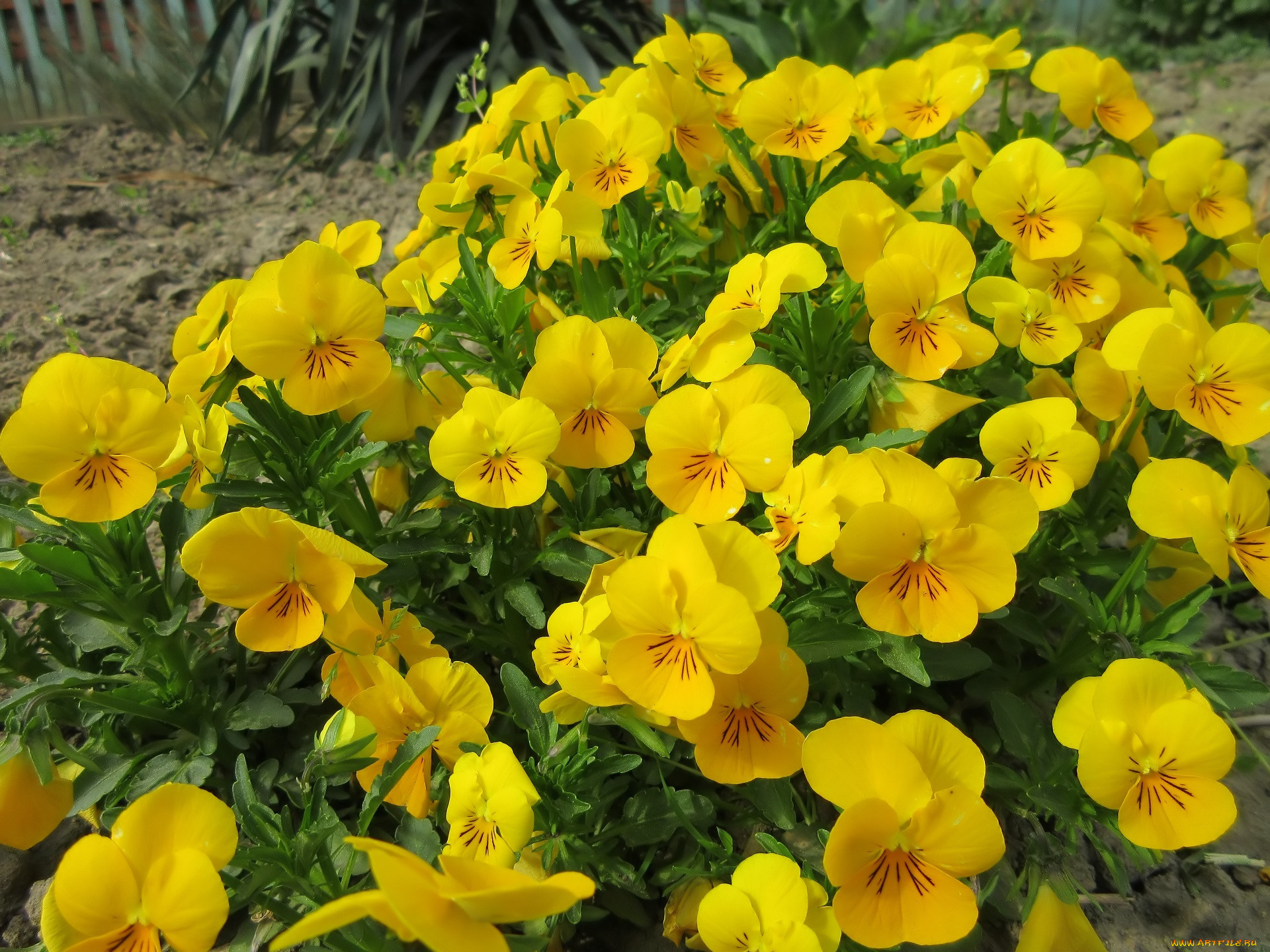 цветы, анютины, глазки, , садовые, фиалки, весна, 2018