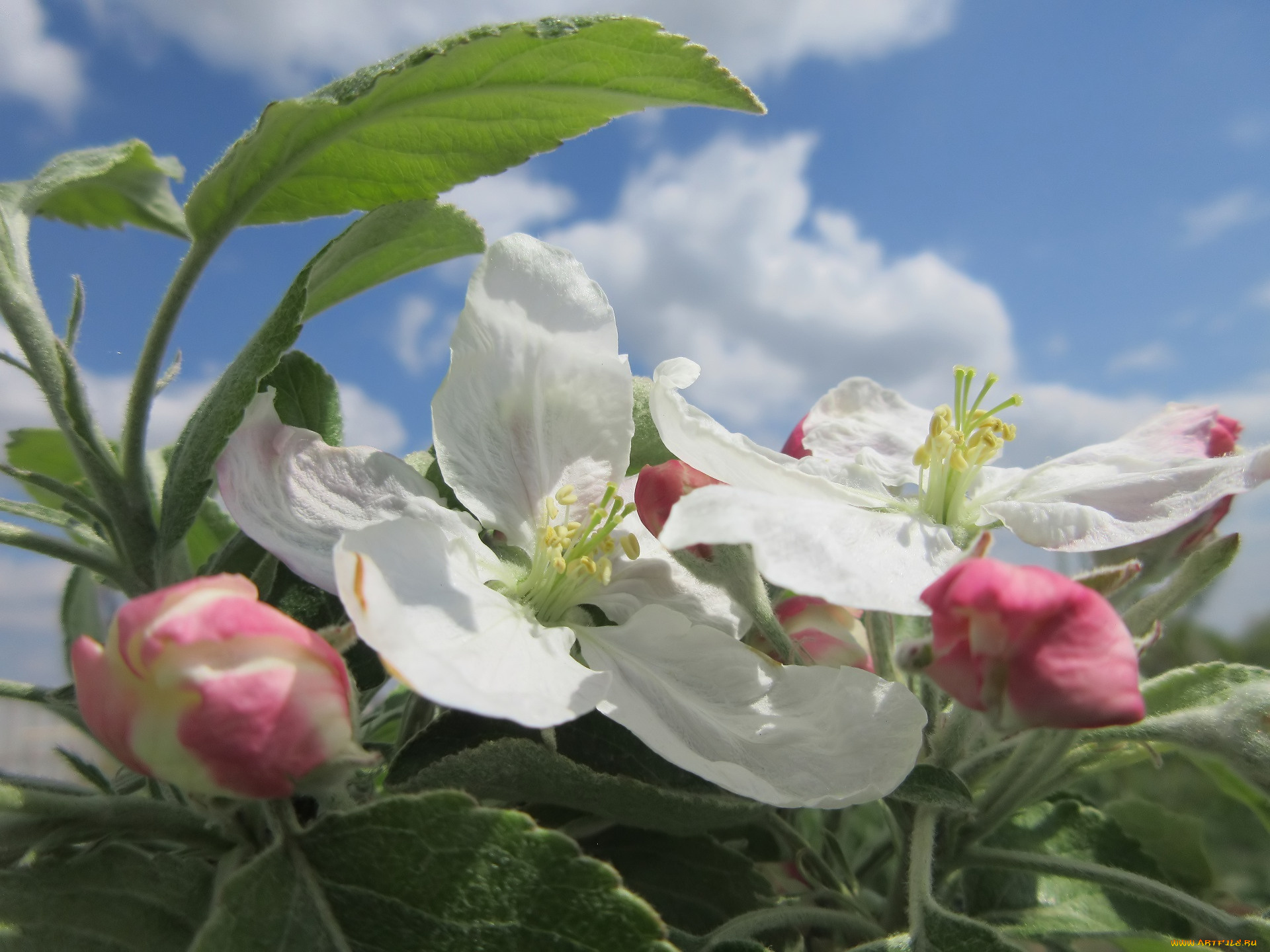 цветы, цветущие, деревья, , , кустарники, весна, 2018