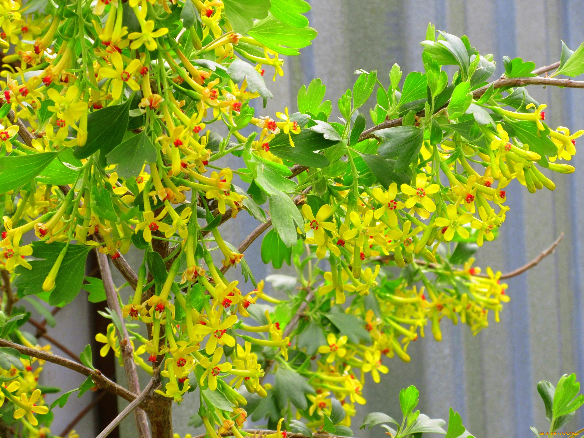 цветы, цветущие, овощи, , ягоды, весна, 2018