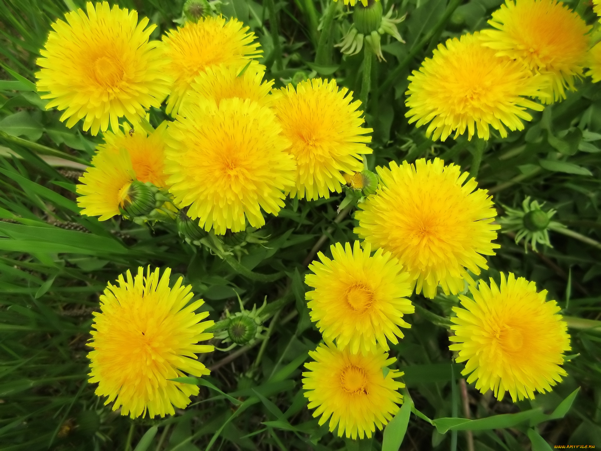 цветы, одуванчики, весна, 2018