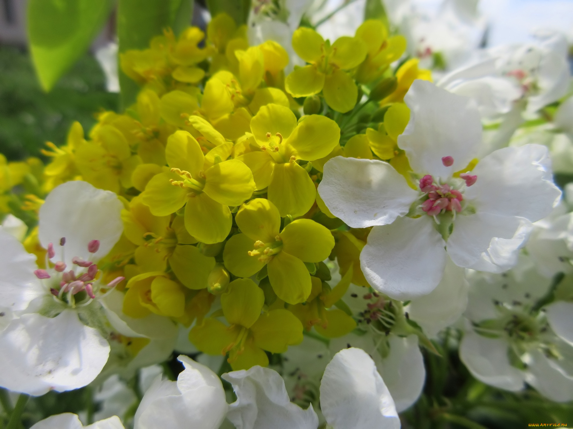 цветы, разные, вместе, весна, 2018