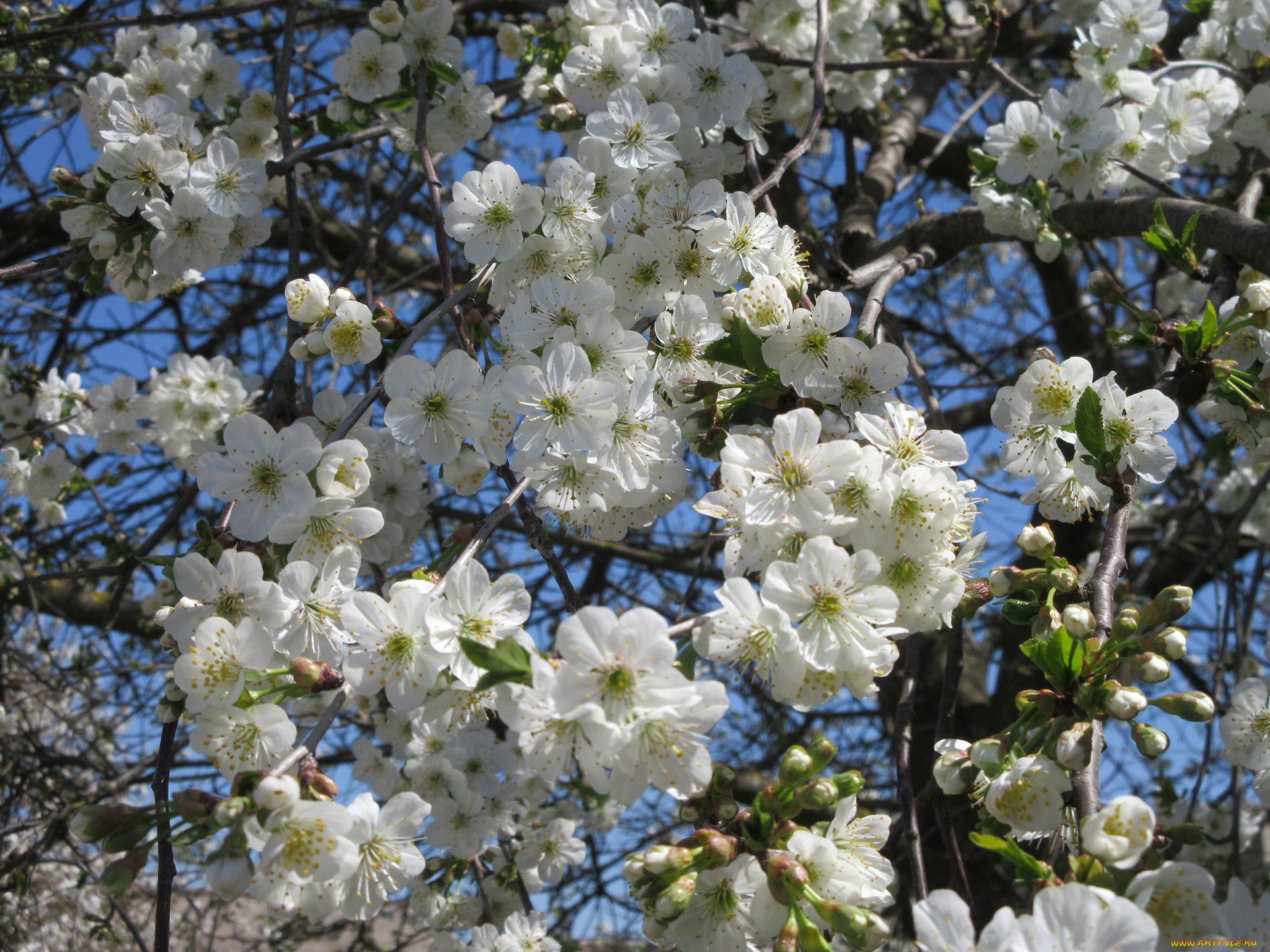 цветы, сакура, , вишня, апрель, весна, 2018