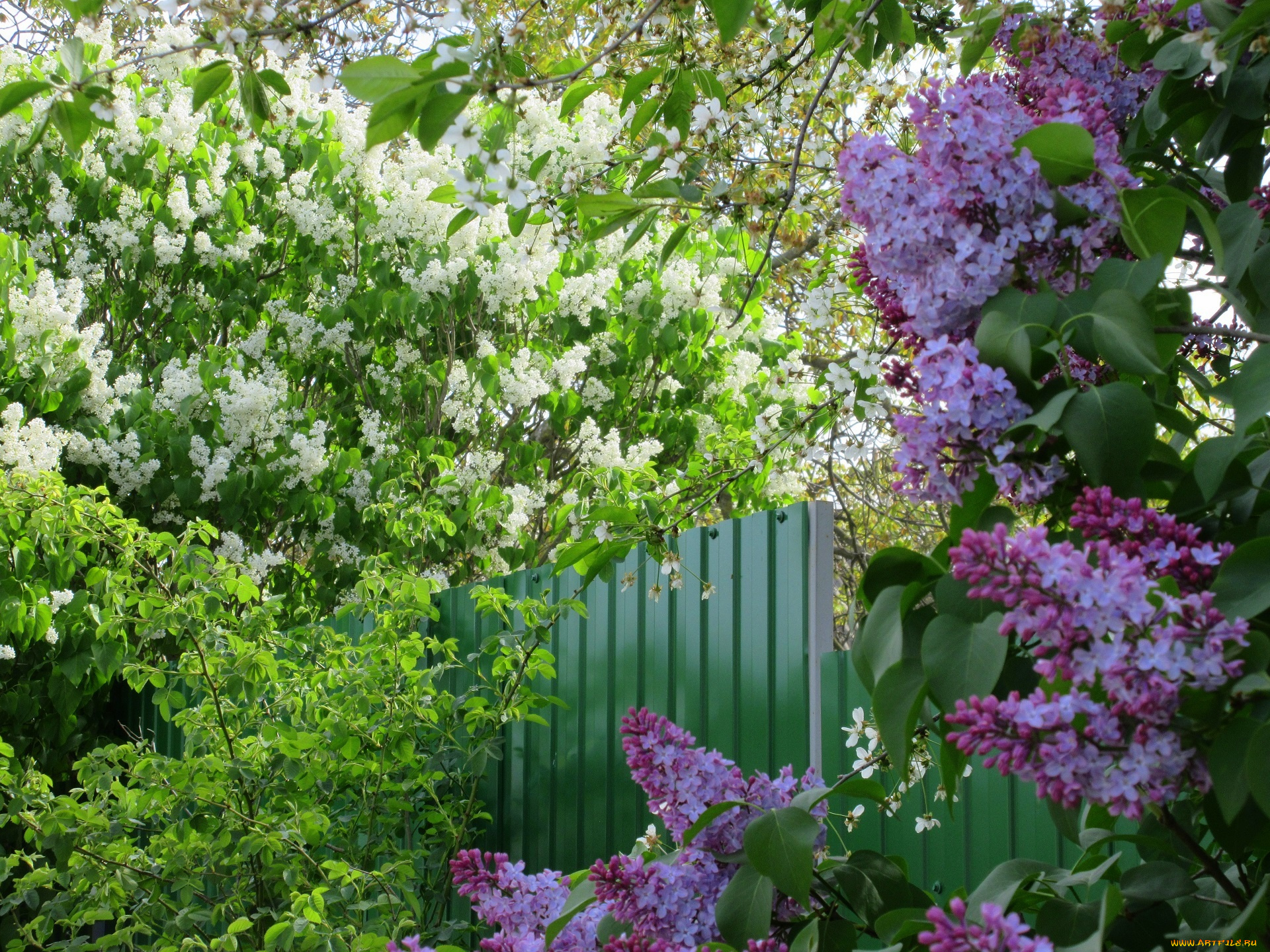 цветы, сирень, весна, 2018