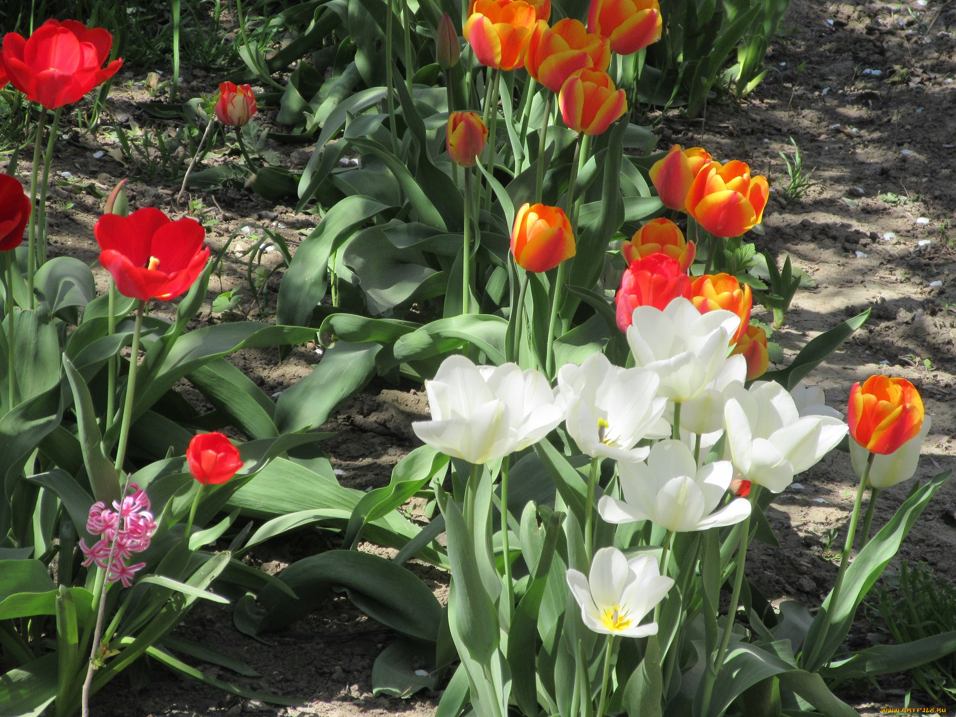 цветы, тюльпаны, весна, 2018
