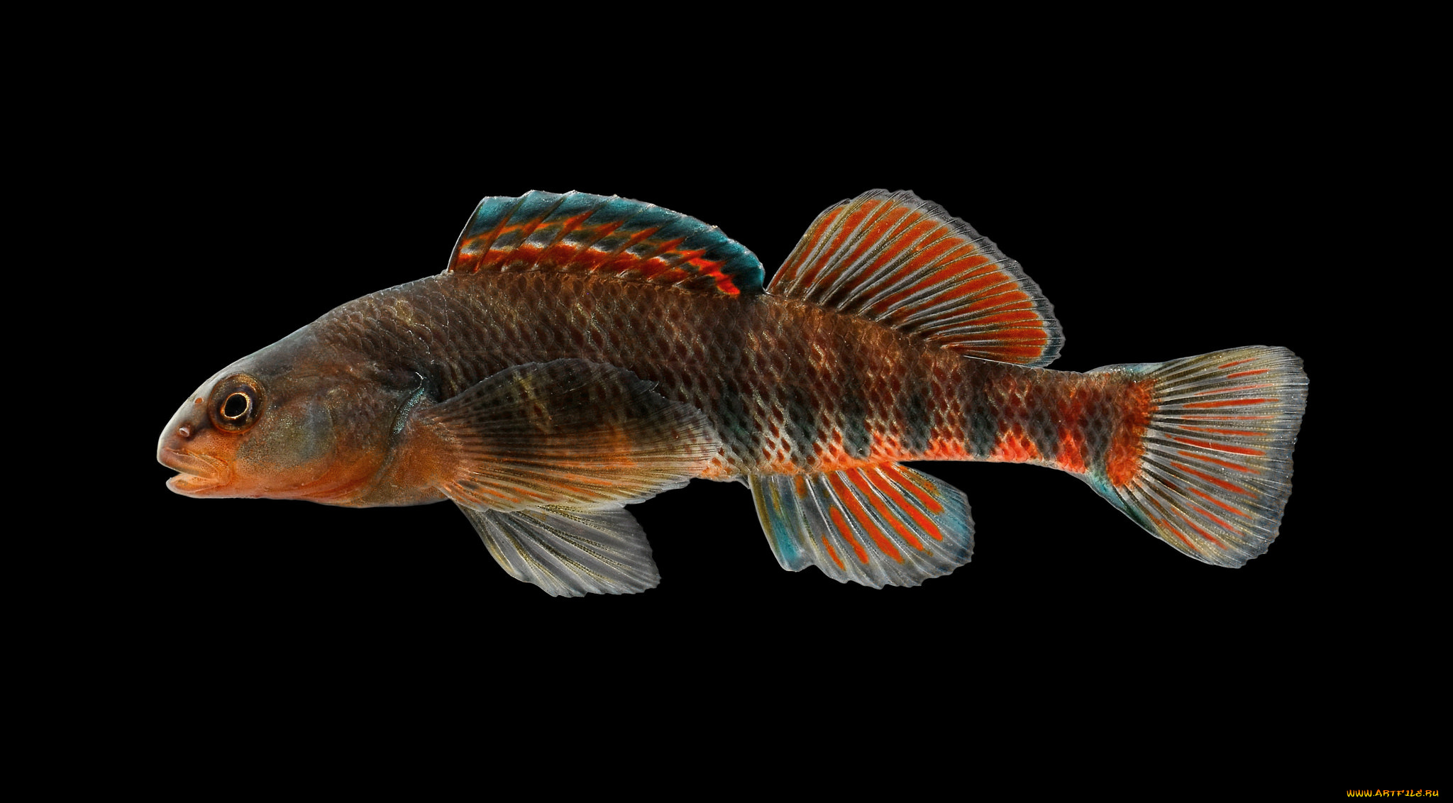 животные, рыбы, рыбка