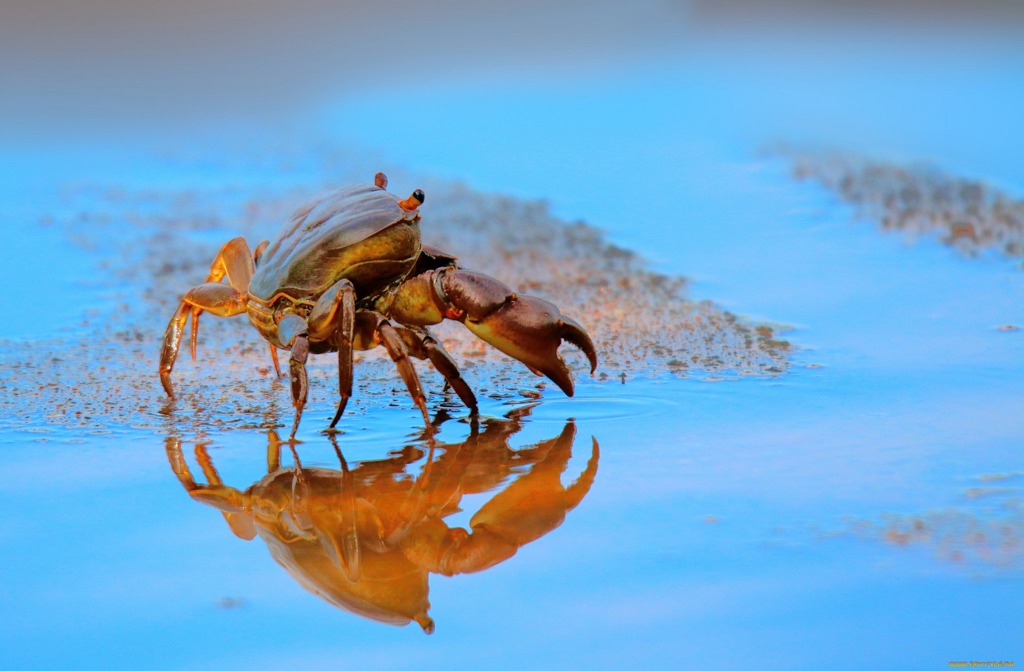 животные, крабы, , раки, крабик