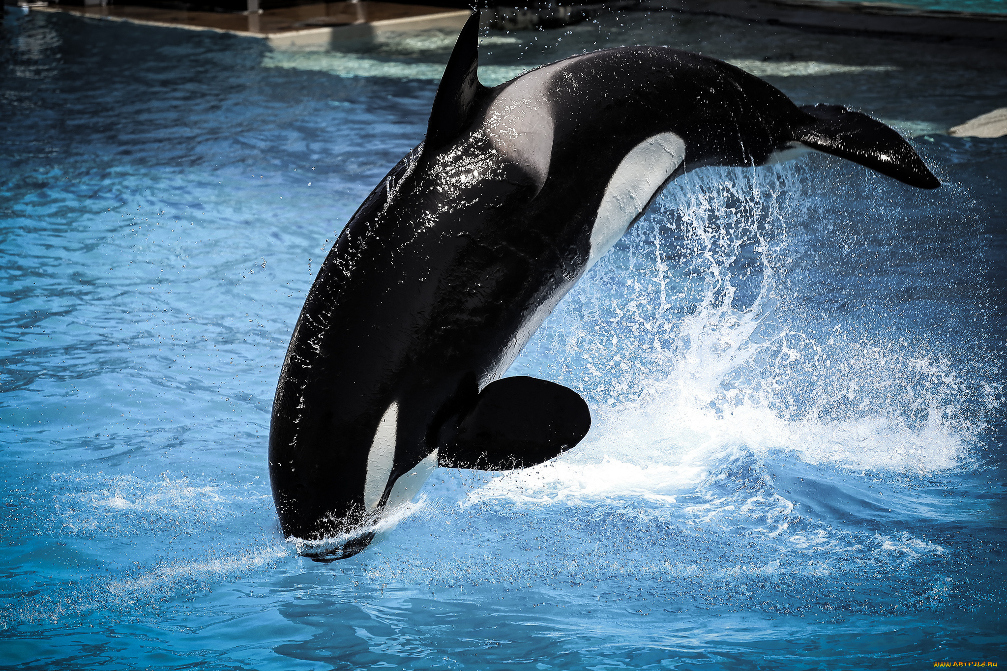 животные, дельфины, прыжок