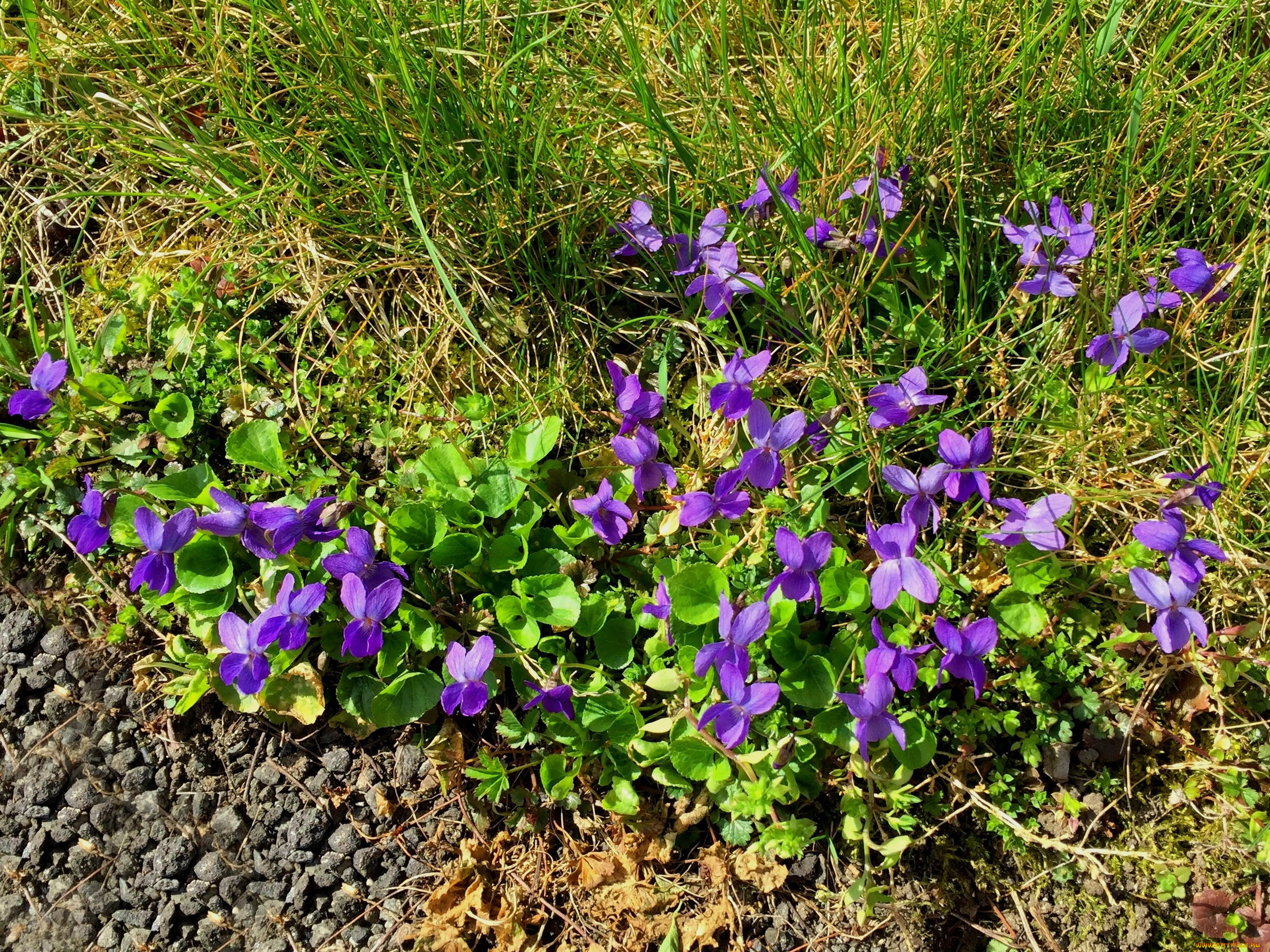 цветы, фиалки, лиловый