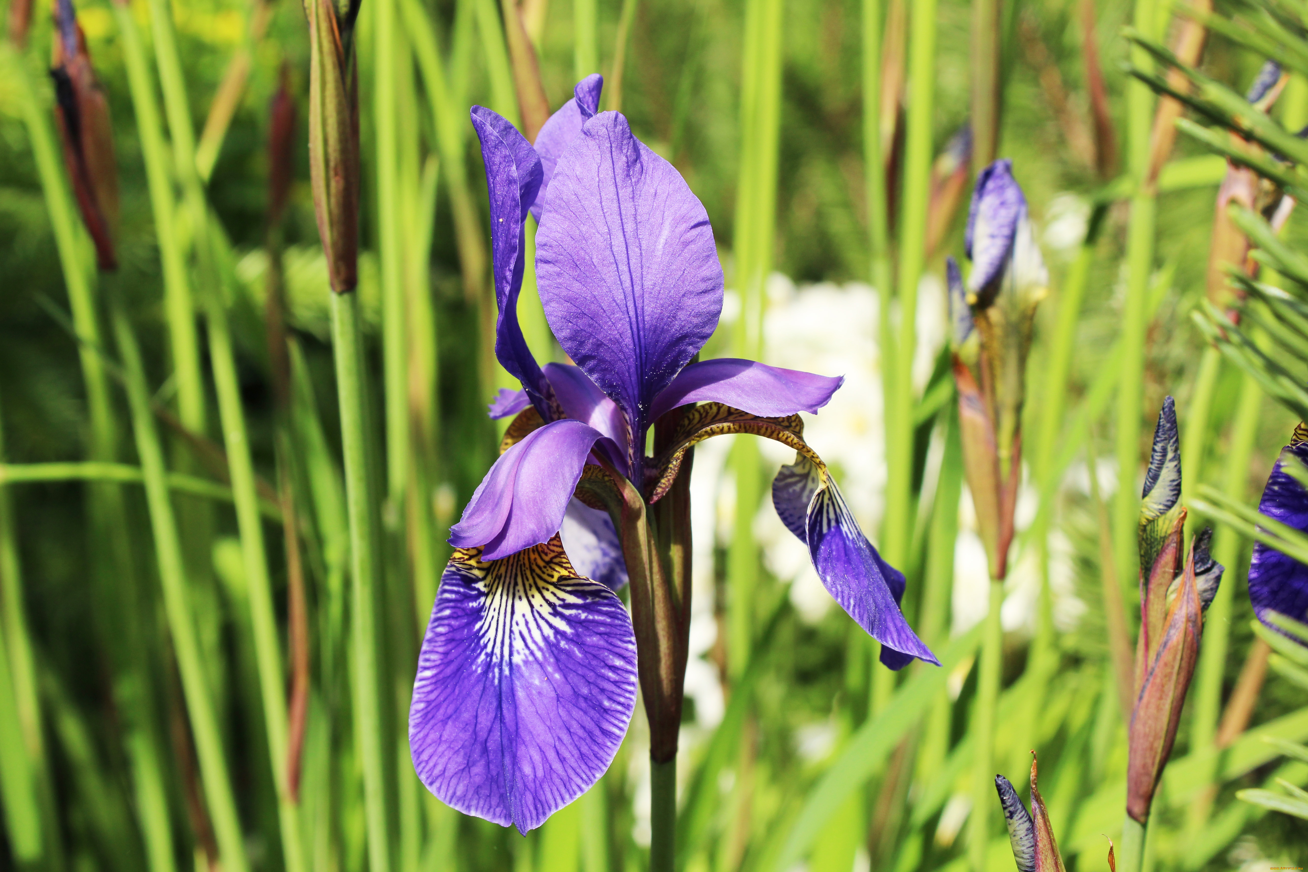 цветы, ирисы, зелень, цветок, ирис