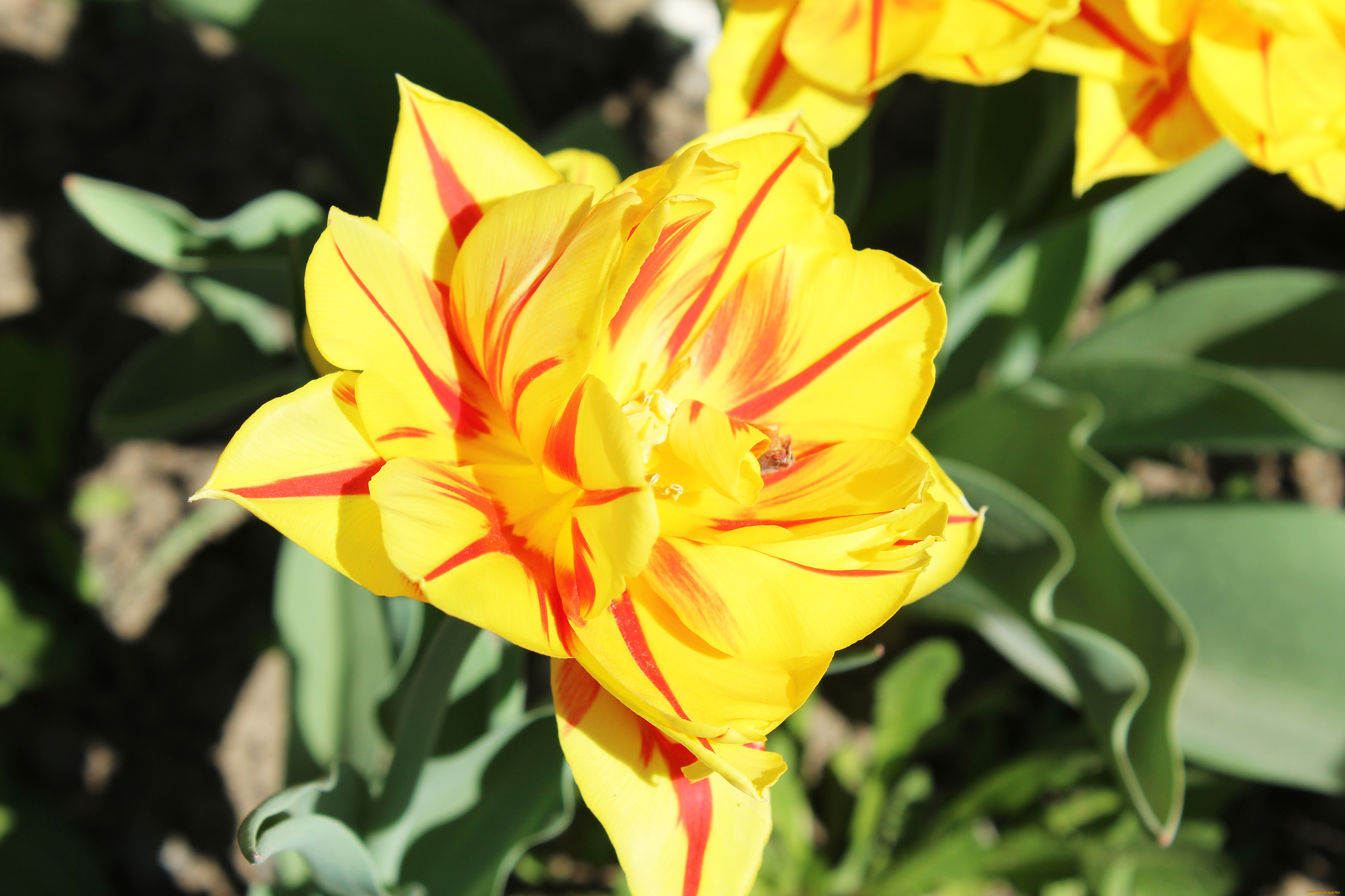 цветы, тюльпаны, желтый, тюльпан