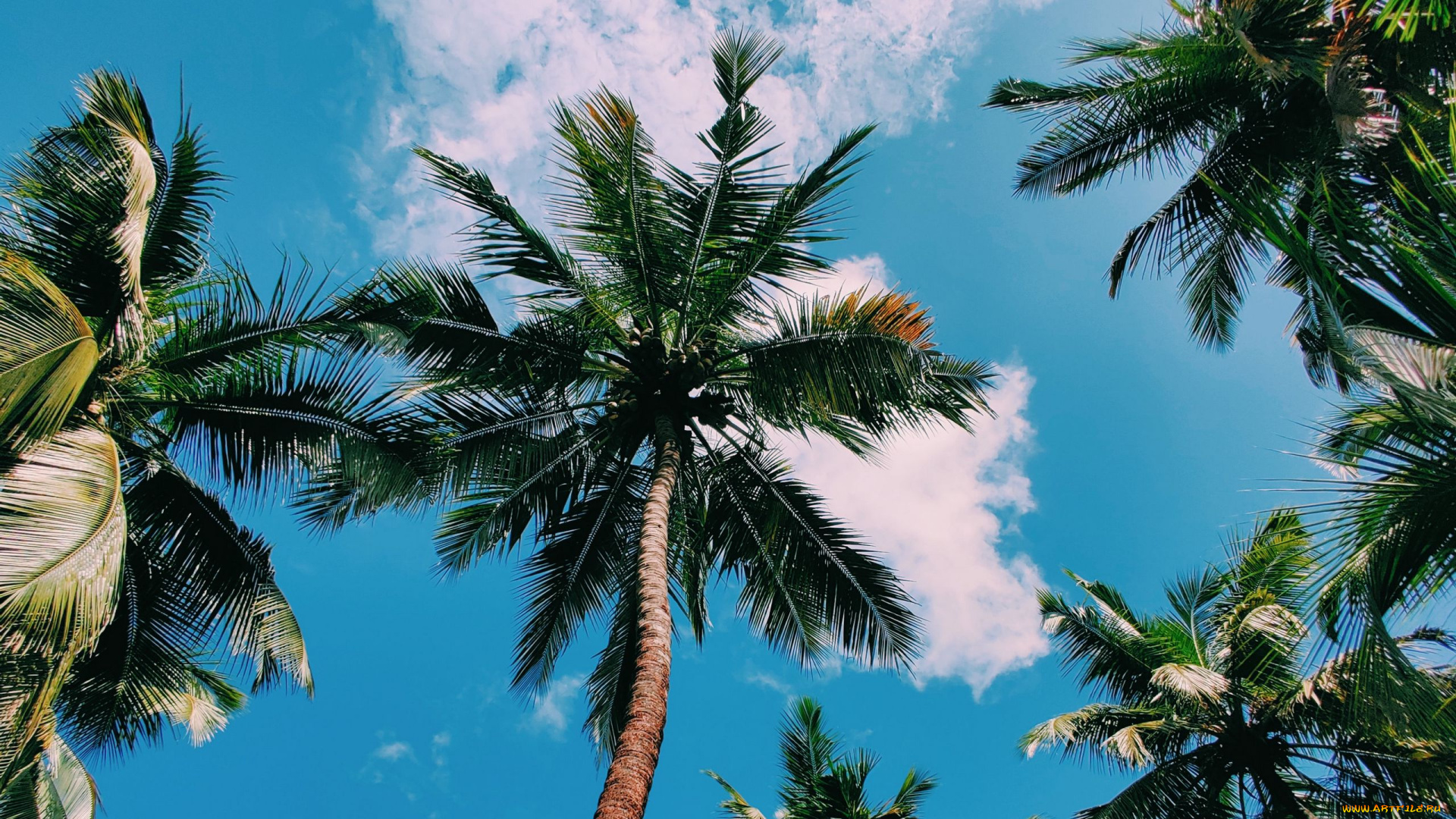 природа, деревья, пальмы