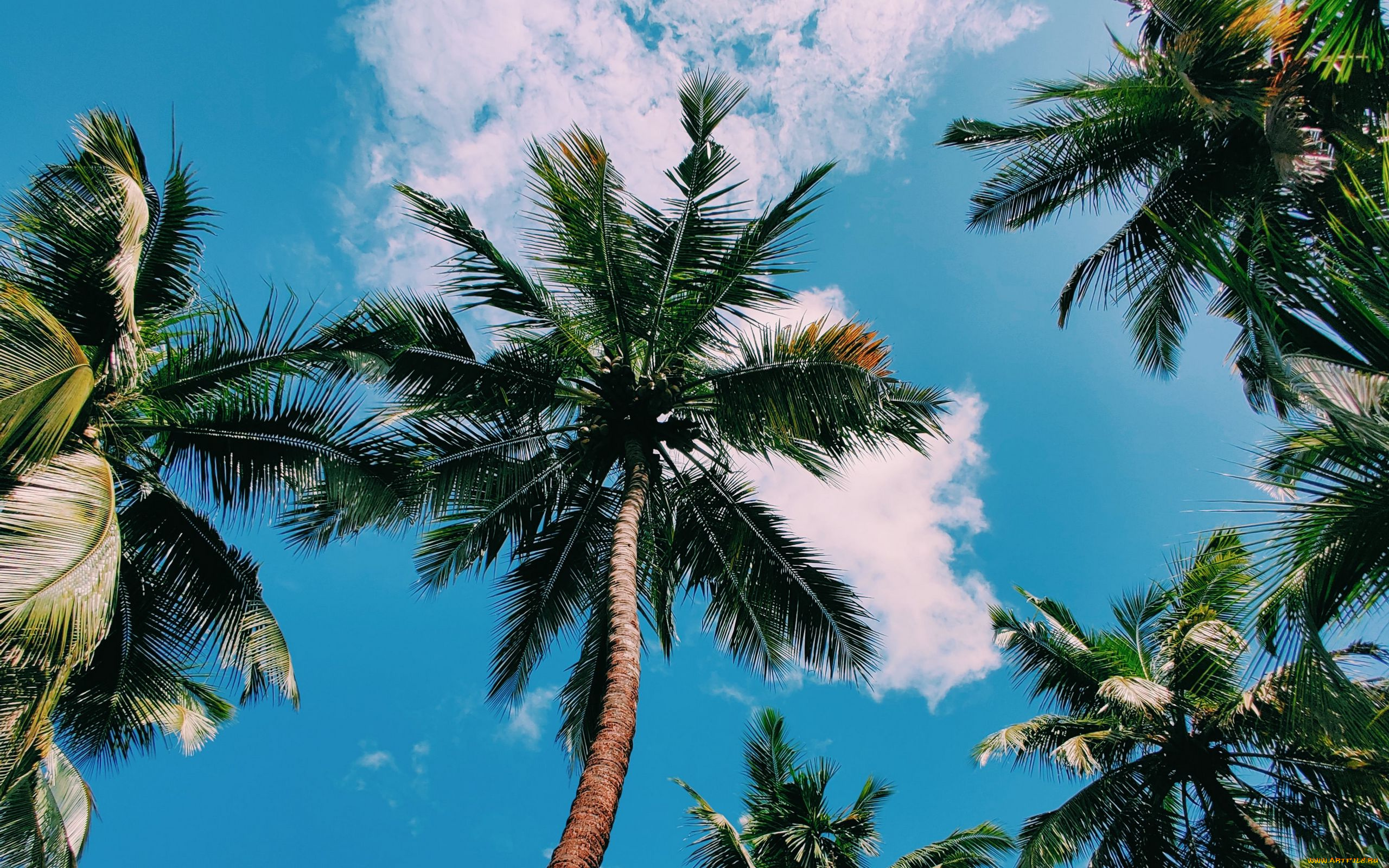 природа, деревья, пальмы