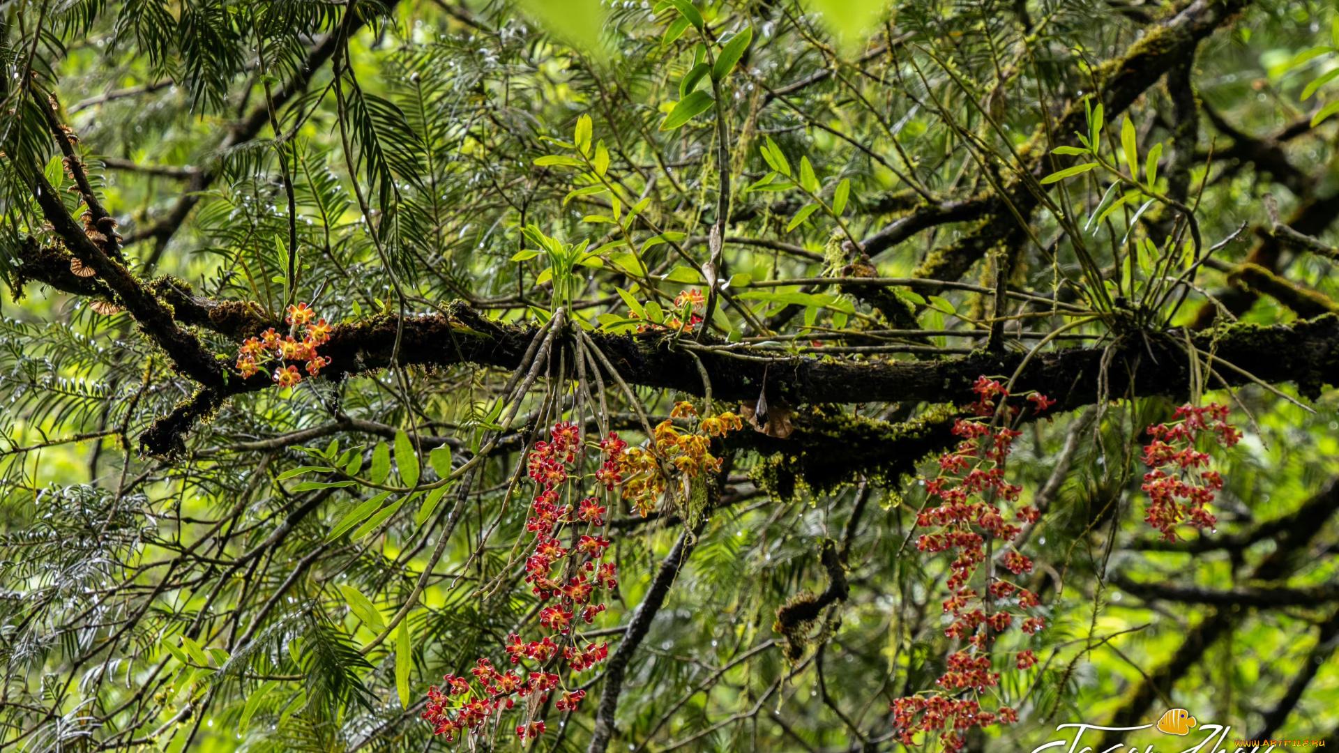 природа, деревья, тропический, лес