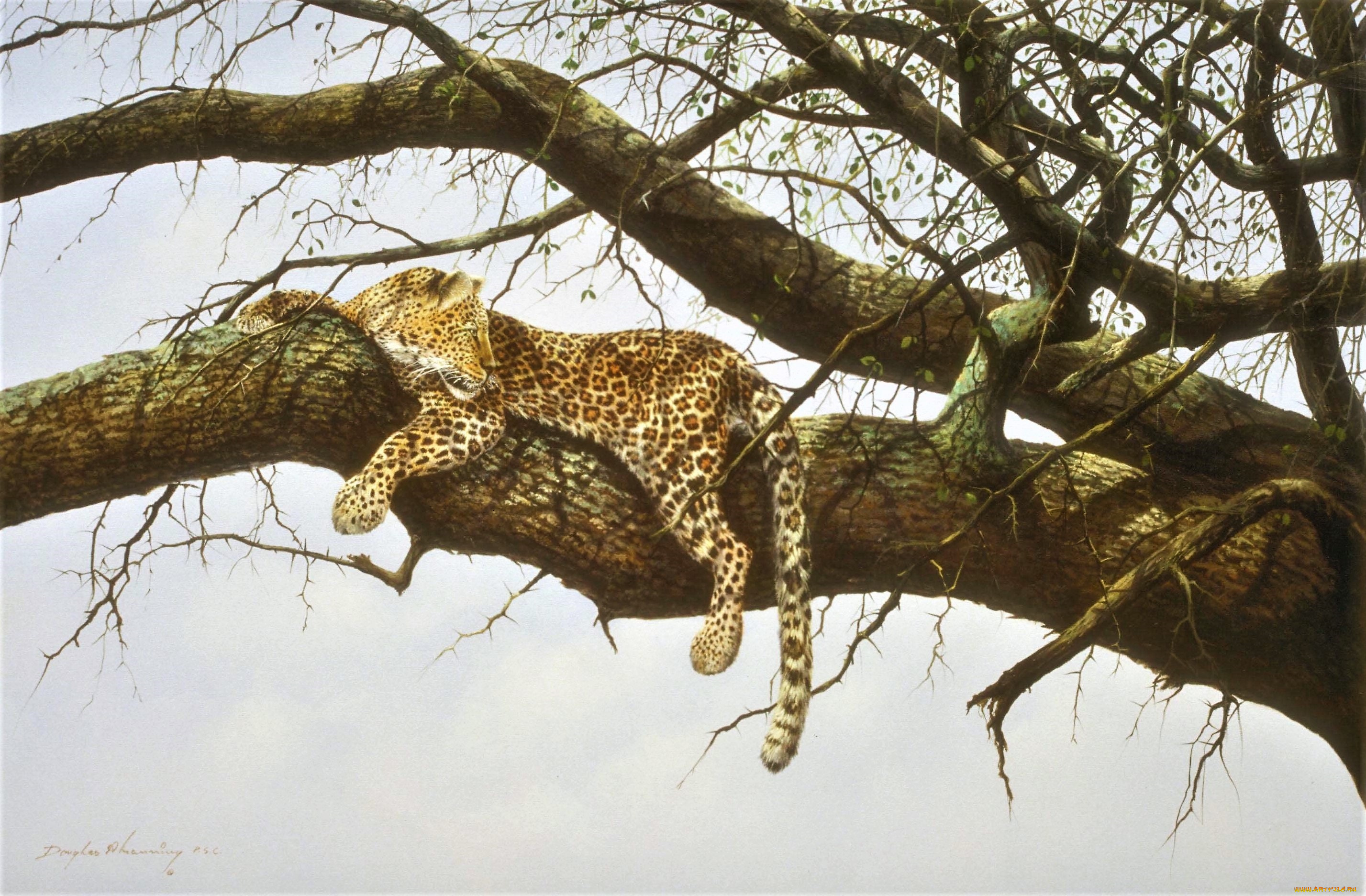 рисованное, животные, , ягуары, , леопарды, леопард, ветки