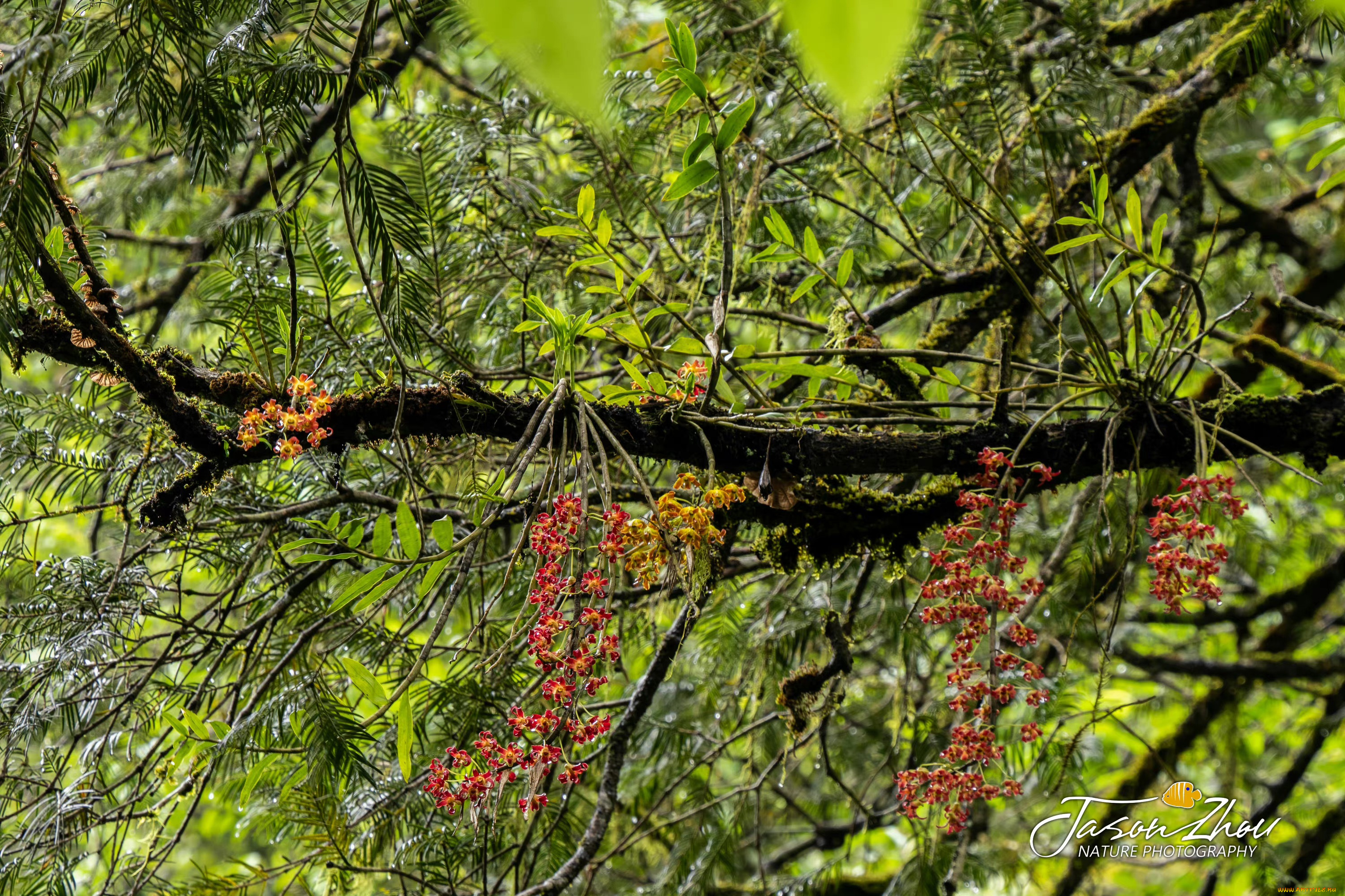 природа, деревья, тропический, лес